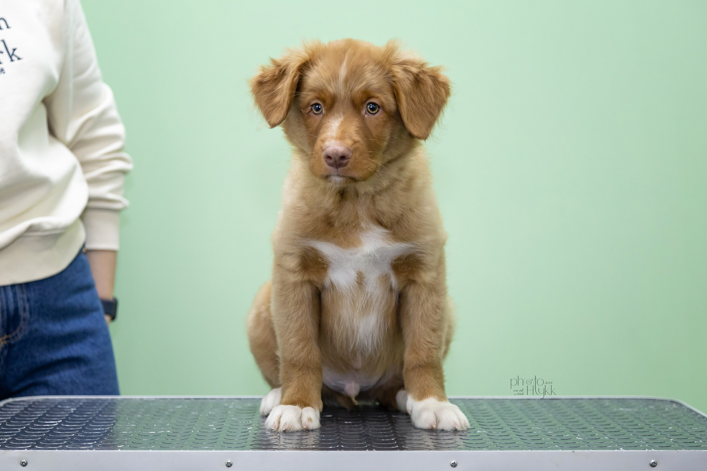 Щенки Толлера. Htykk_photo