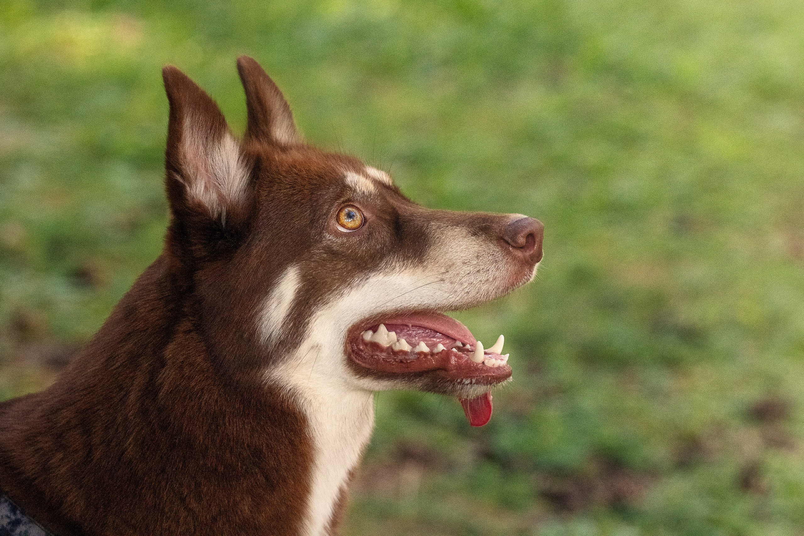 Светлана и Тисэ. YULA KOLESOVA | Фотограф — Анималист | Художник | Тюмень