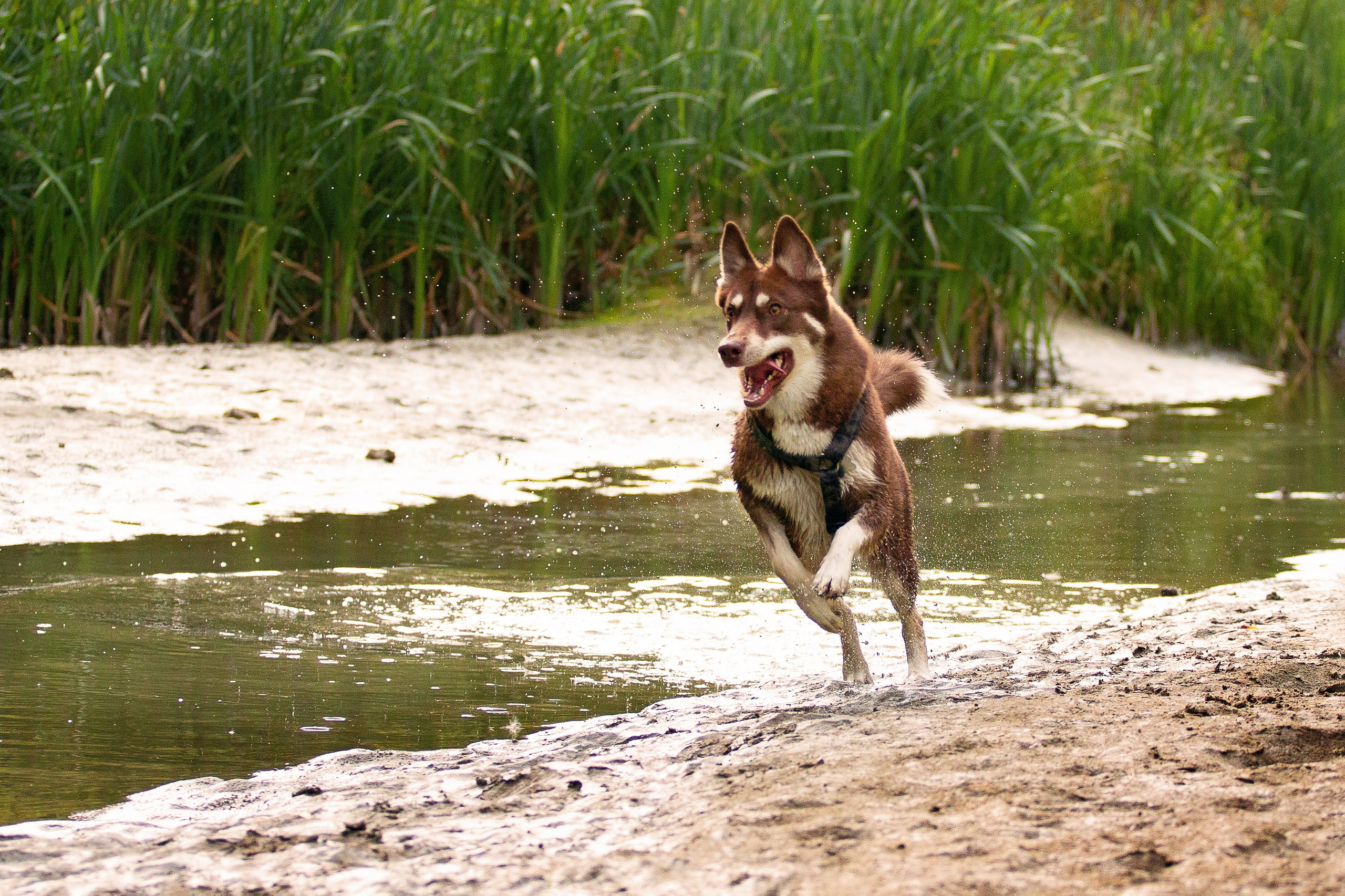 Светлана и Тисэ. YULA KOLESOVA | Фотограф — Анималист | Художник | Тюмень