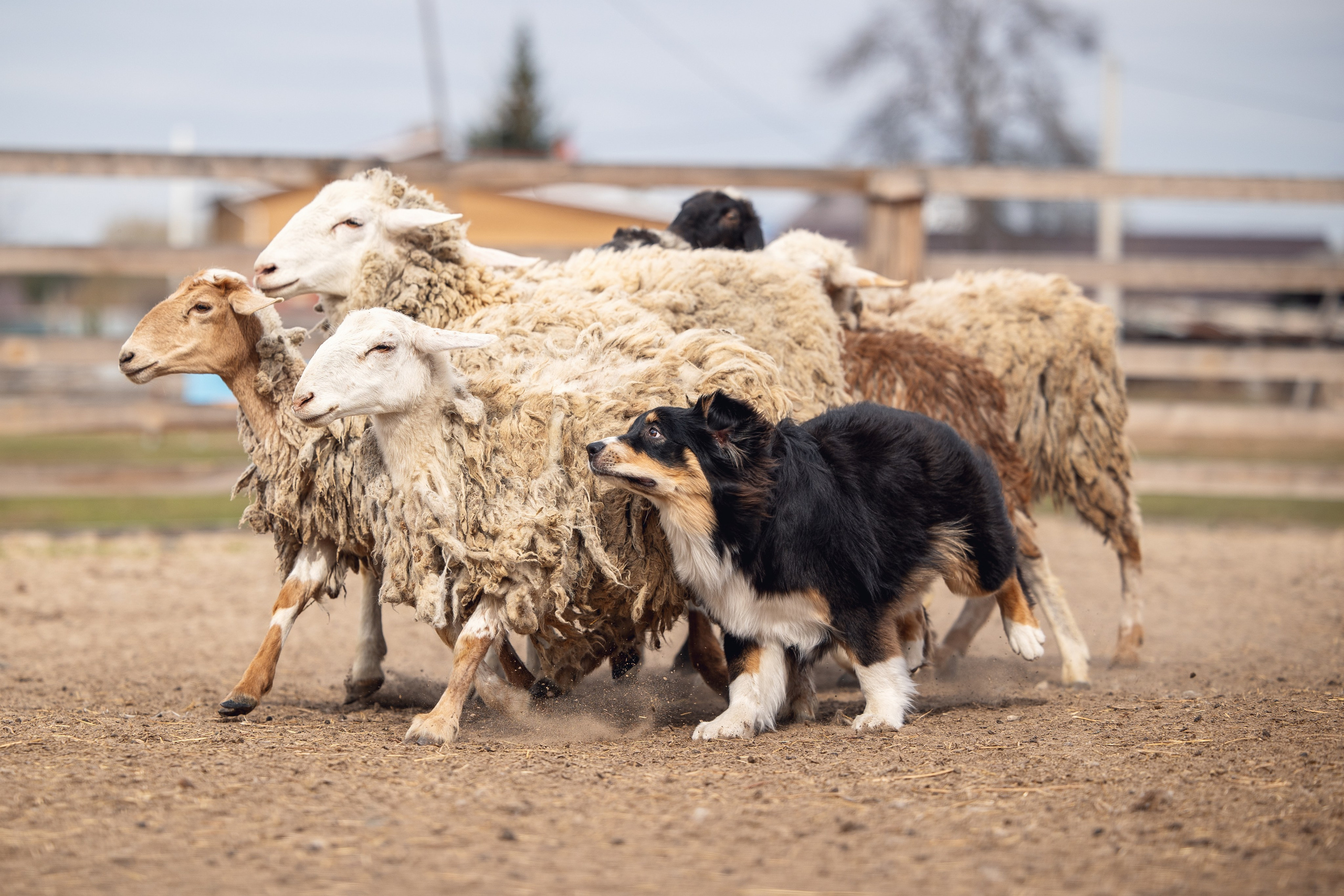 Ночь. YULA KOLESOVA | Фотограф — Анималист | Художник | Тюмень