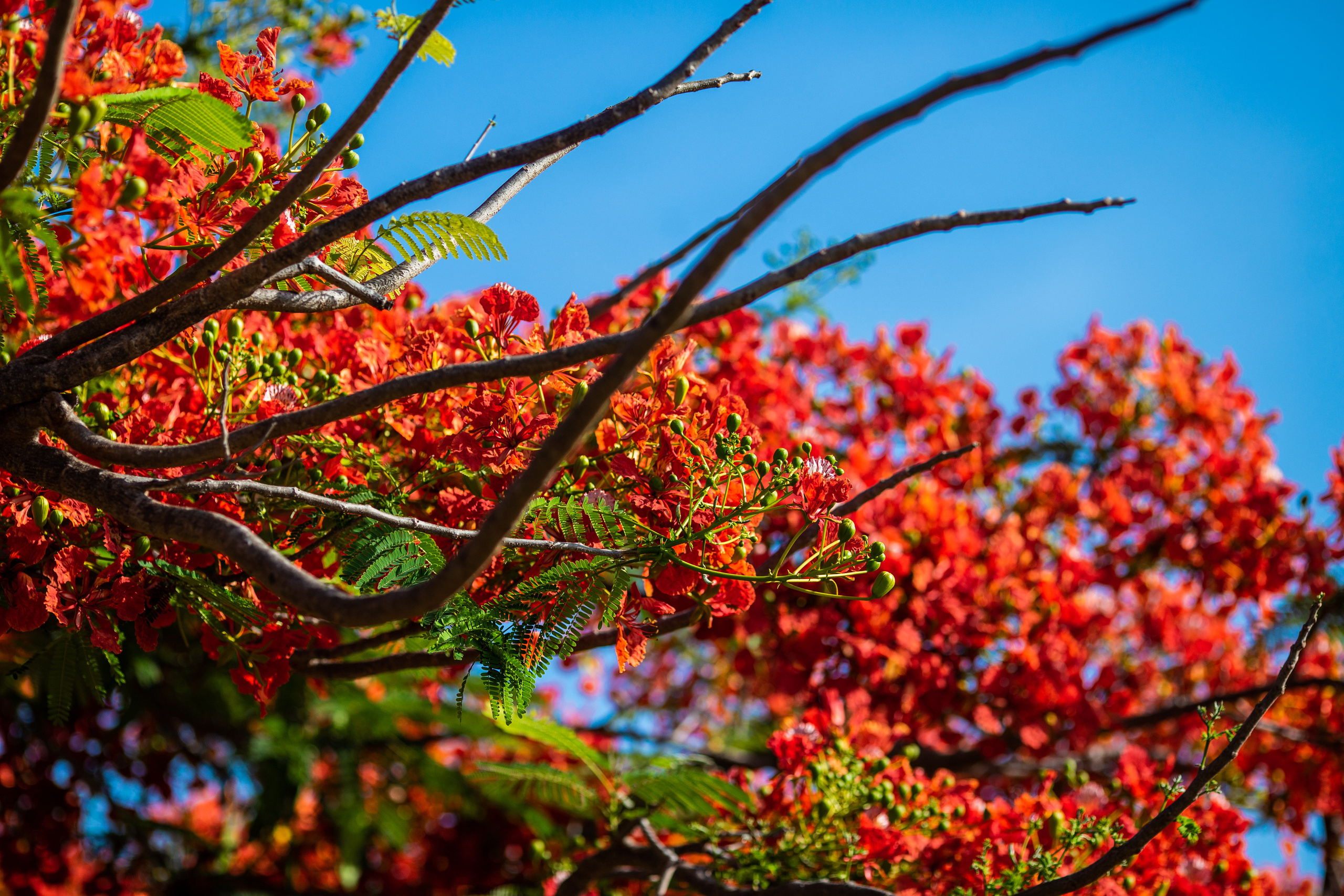 Остров Занзибар, Танзания. Фотограф Сергей Кишкель Дананг Нячанг Фукуок