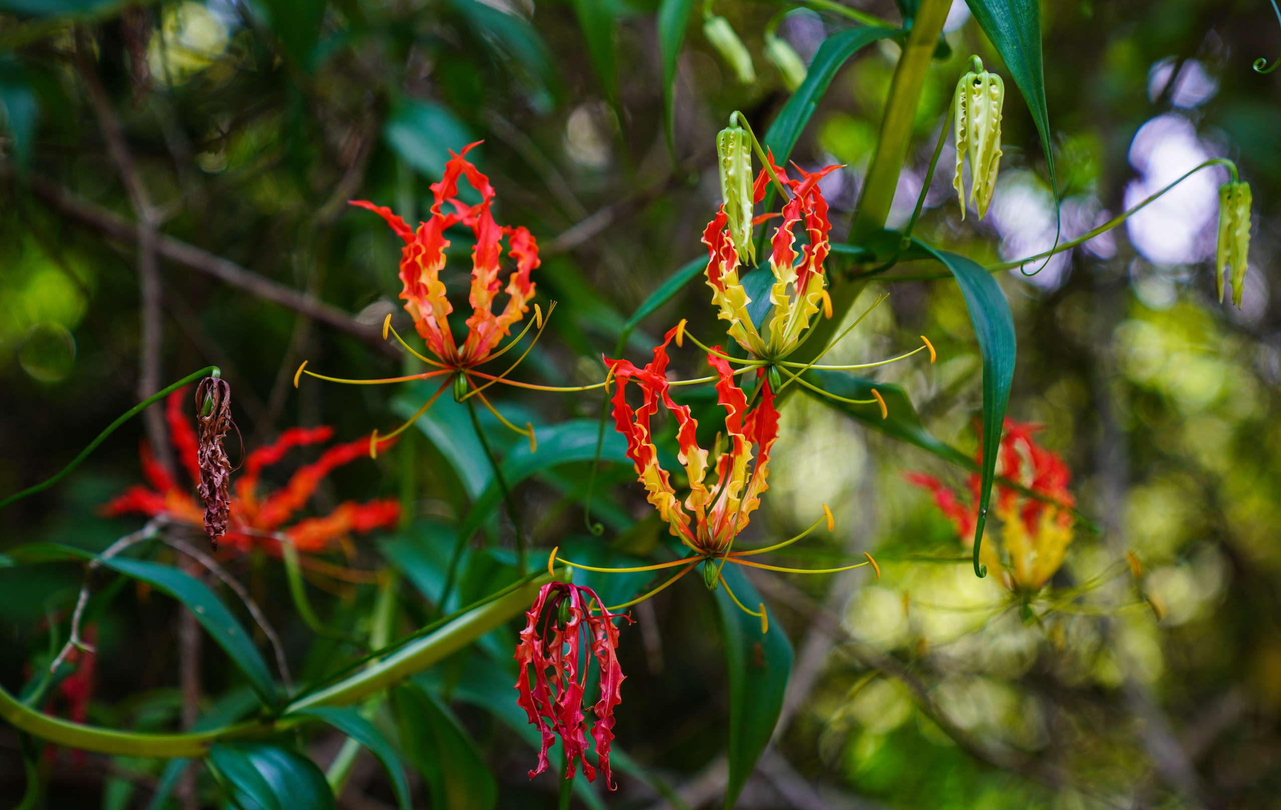 Природа, пейзажи, закаты, рассветы. Фотограф Сергей Кишкель Дананг Нячанг Фукуок