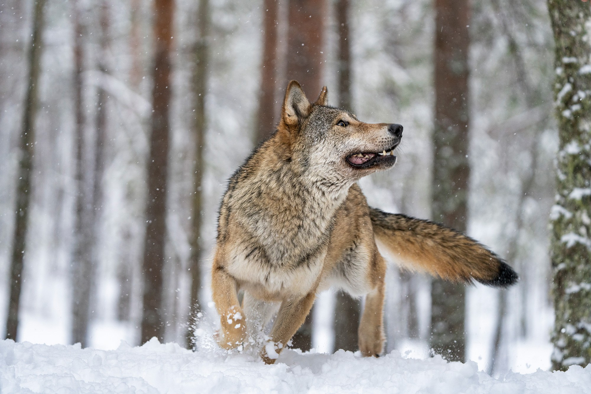 Зимой в Белоруссии. Фотограф Владимир Остапенко