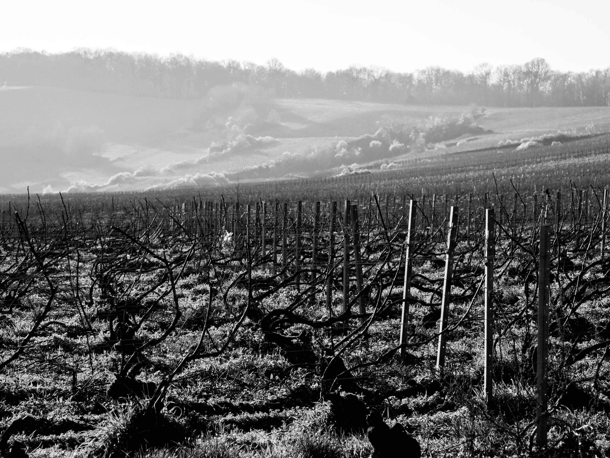 Champagne 2025. Фотограф в Крыму Алевтина Швец