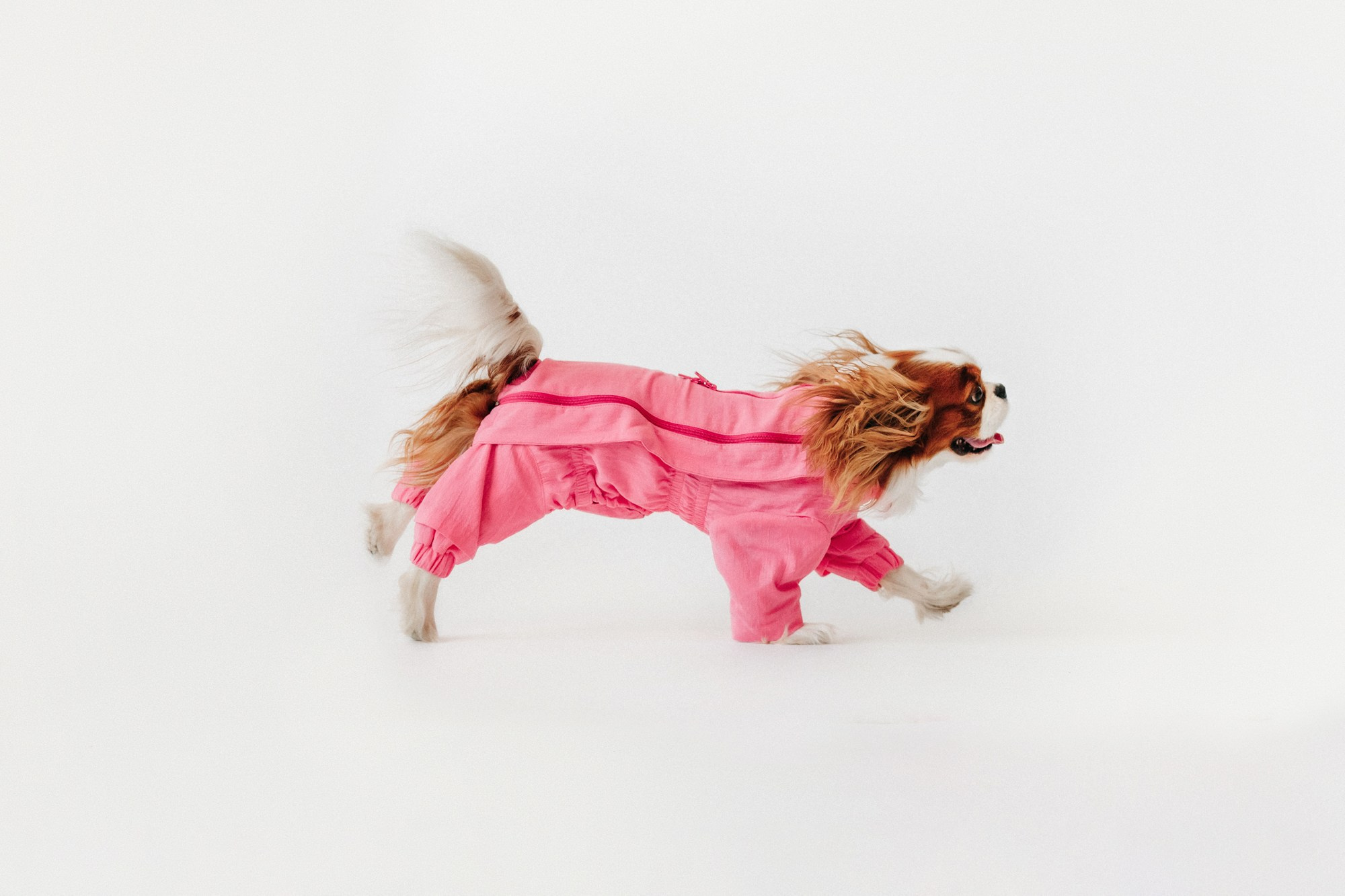 Одежда Lapa`s brand. Фотограф-анималист Елена Радченко, Москва