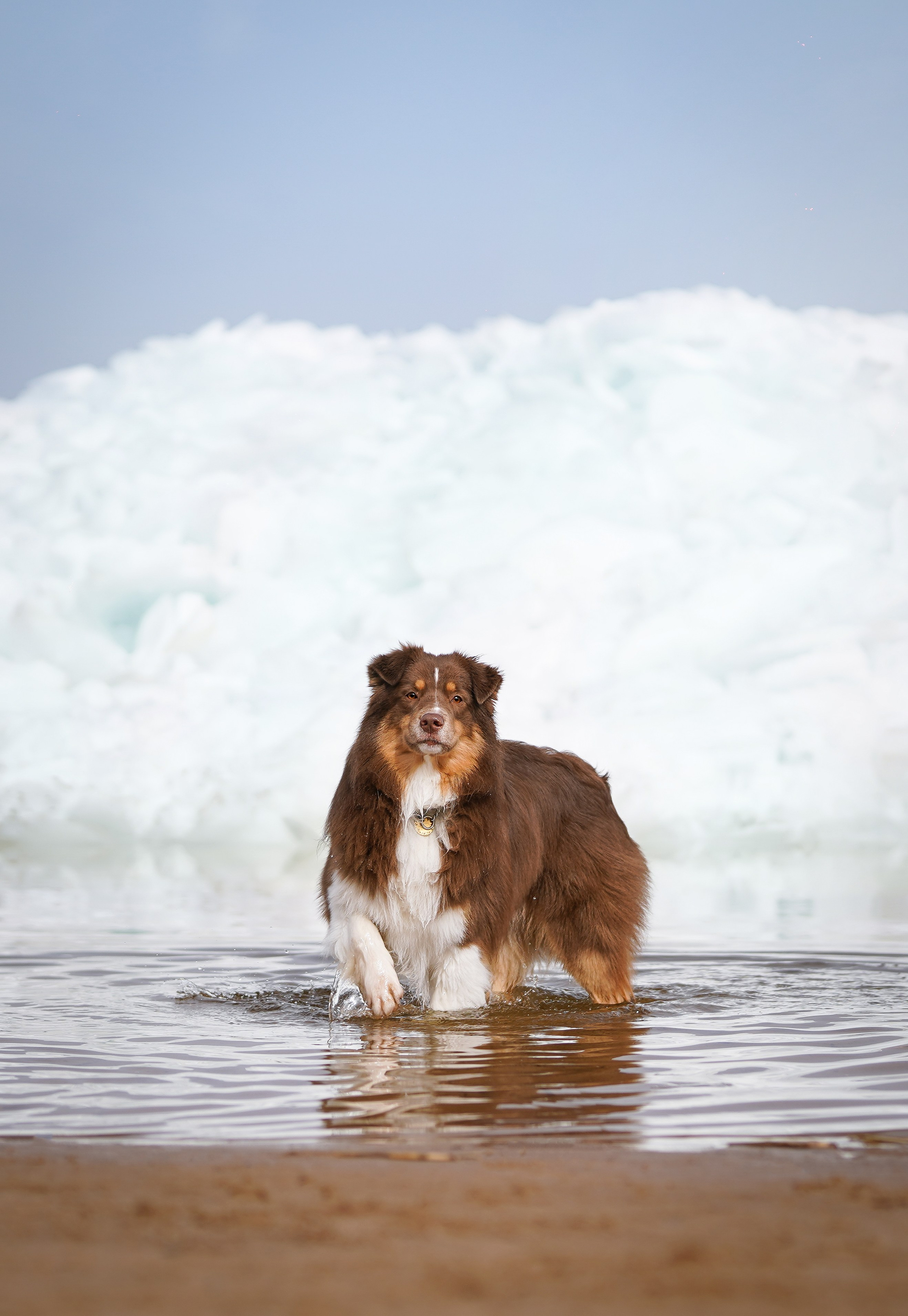 Аусси на Ладоге. Фотограф-анималист в Санкт-Петербурге Яна Мартынова
