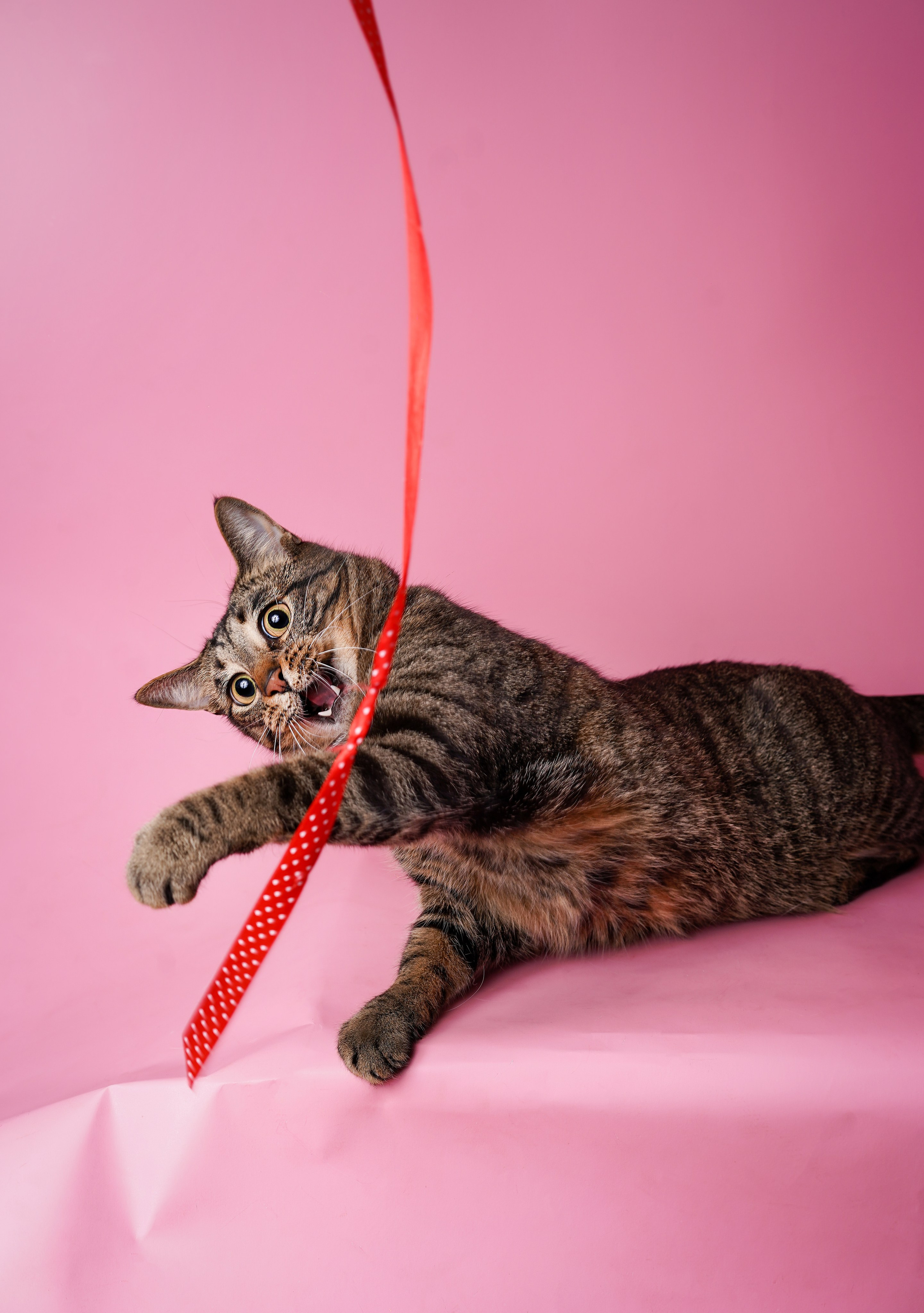 Маффин и Сэм. Фотограф-анималист в Санкт-Петербурге Яна Мартынова