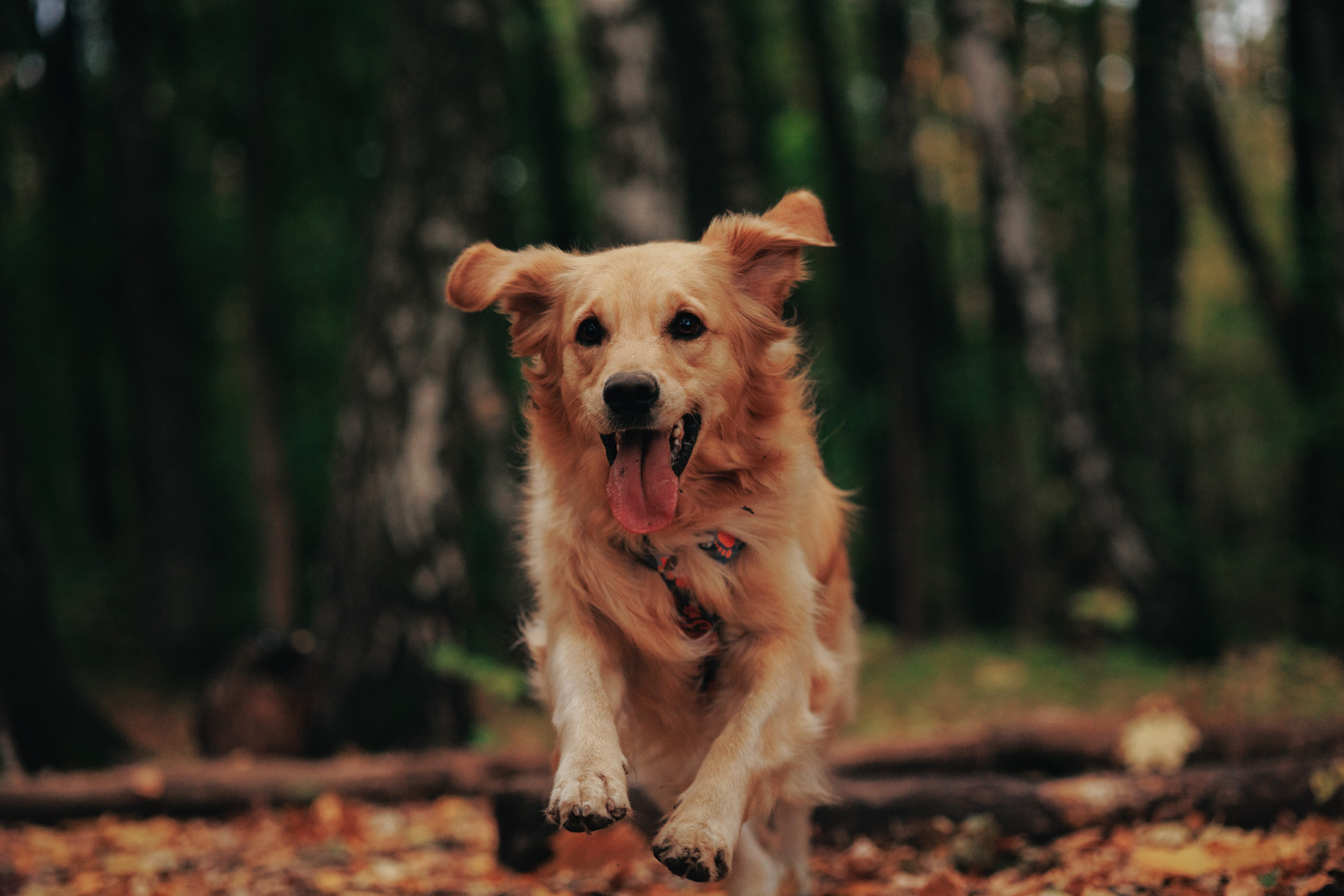 Съемка с собакой. Анастасия Белаш