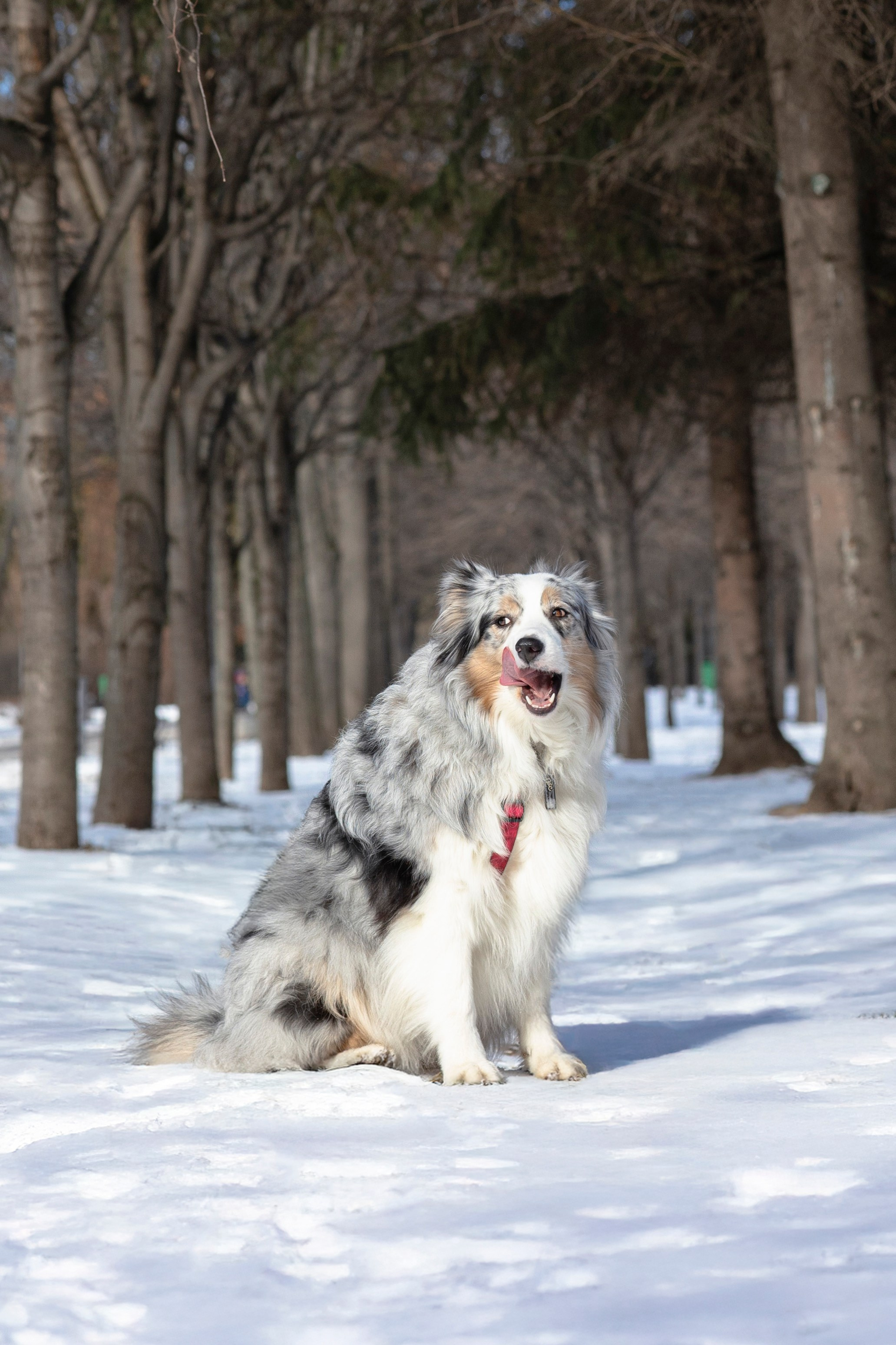 Съемка с собакой. Анастасия Белаш