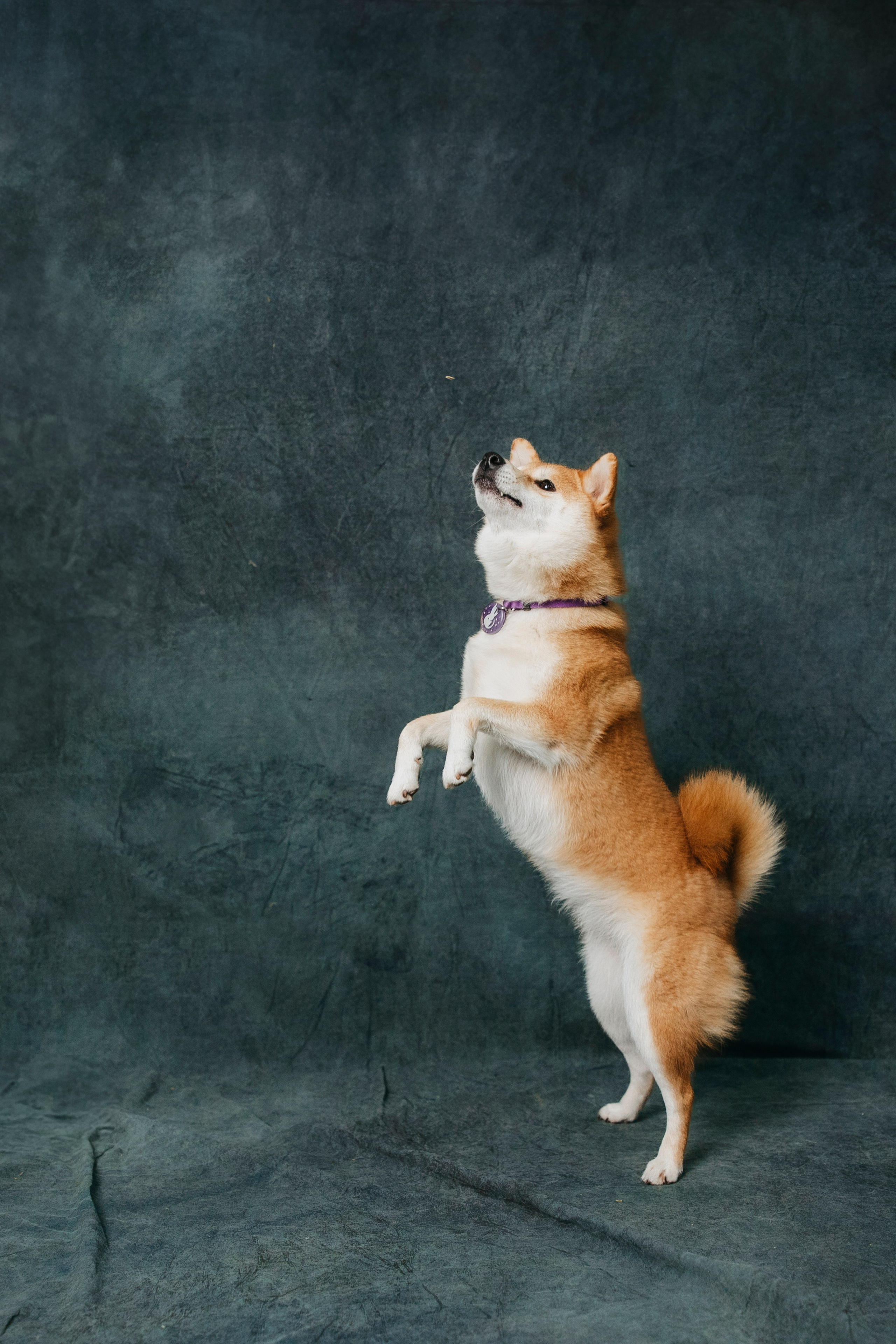 Съемка в студии с собакой. Анастасия Белаш