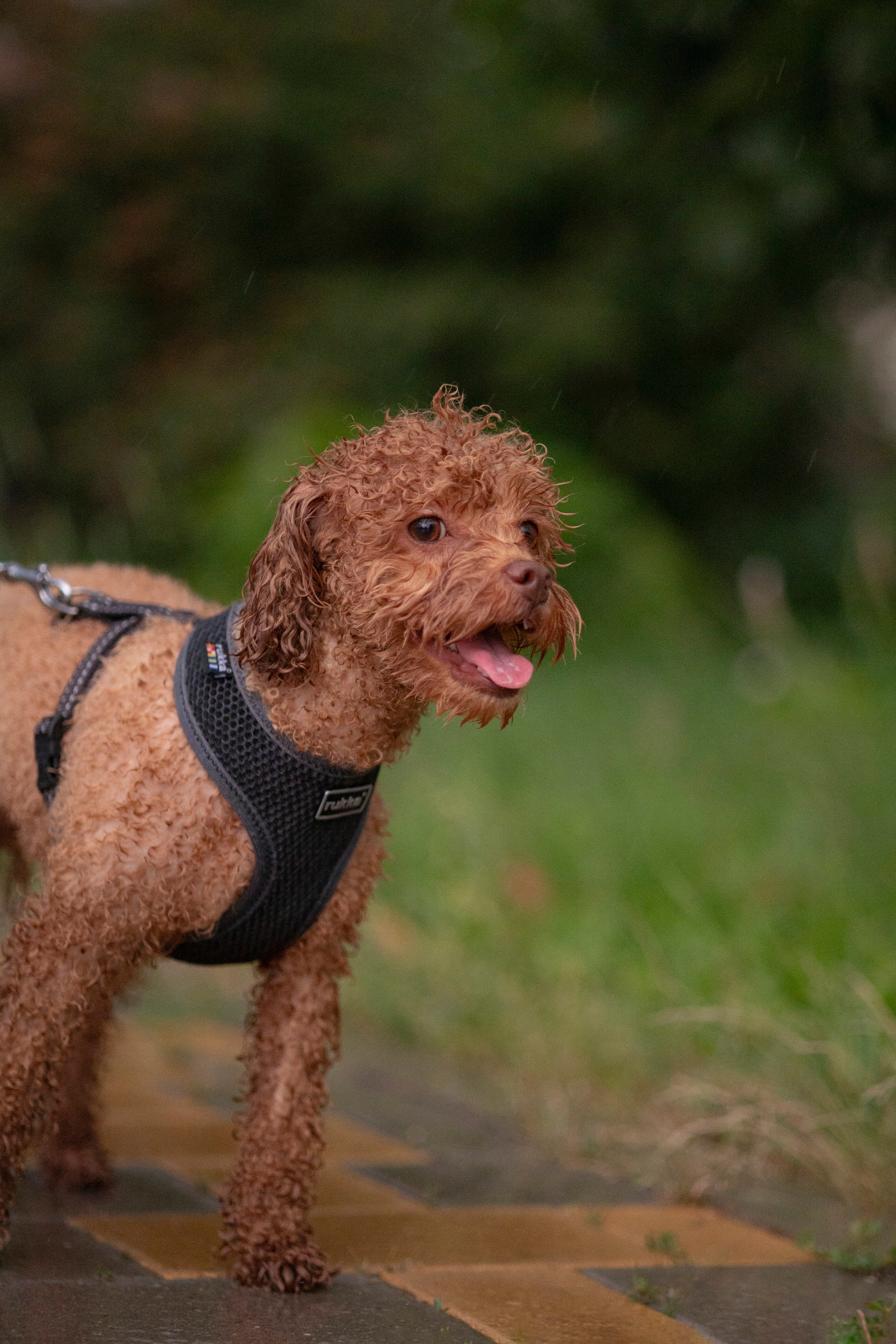 Съемка с собакой. Анастасия Белаш
