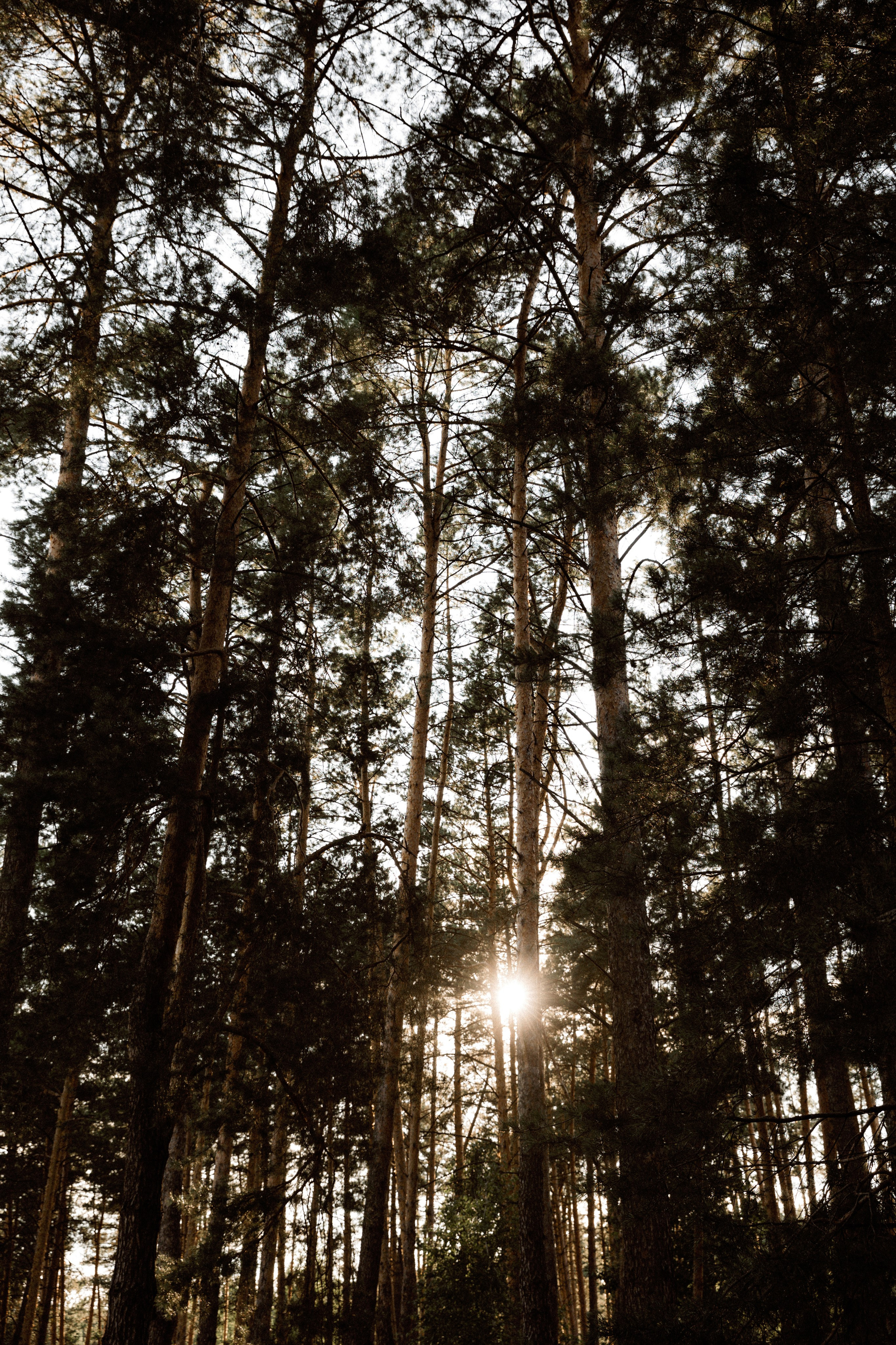 Олег & Олеся. Свадебный фотограф Лена Чистопольцева