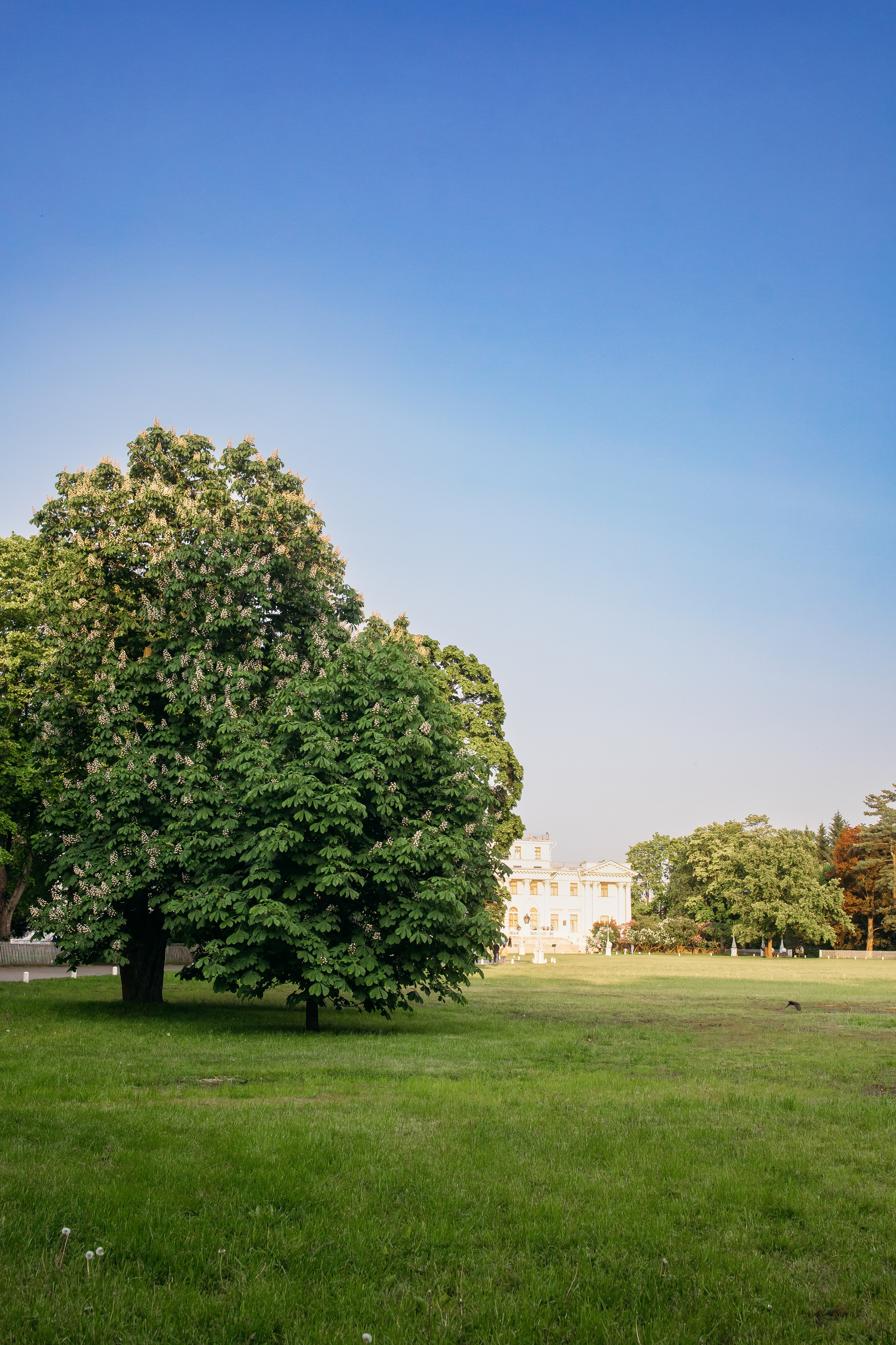 Весна. Фотограф в Санкт-Петербурге Светлана Арестова