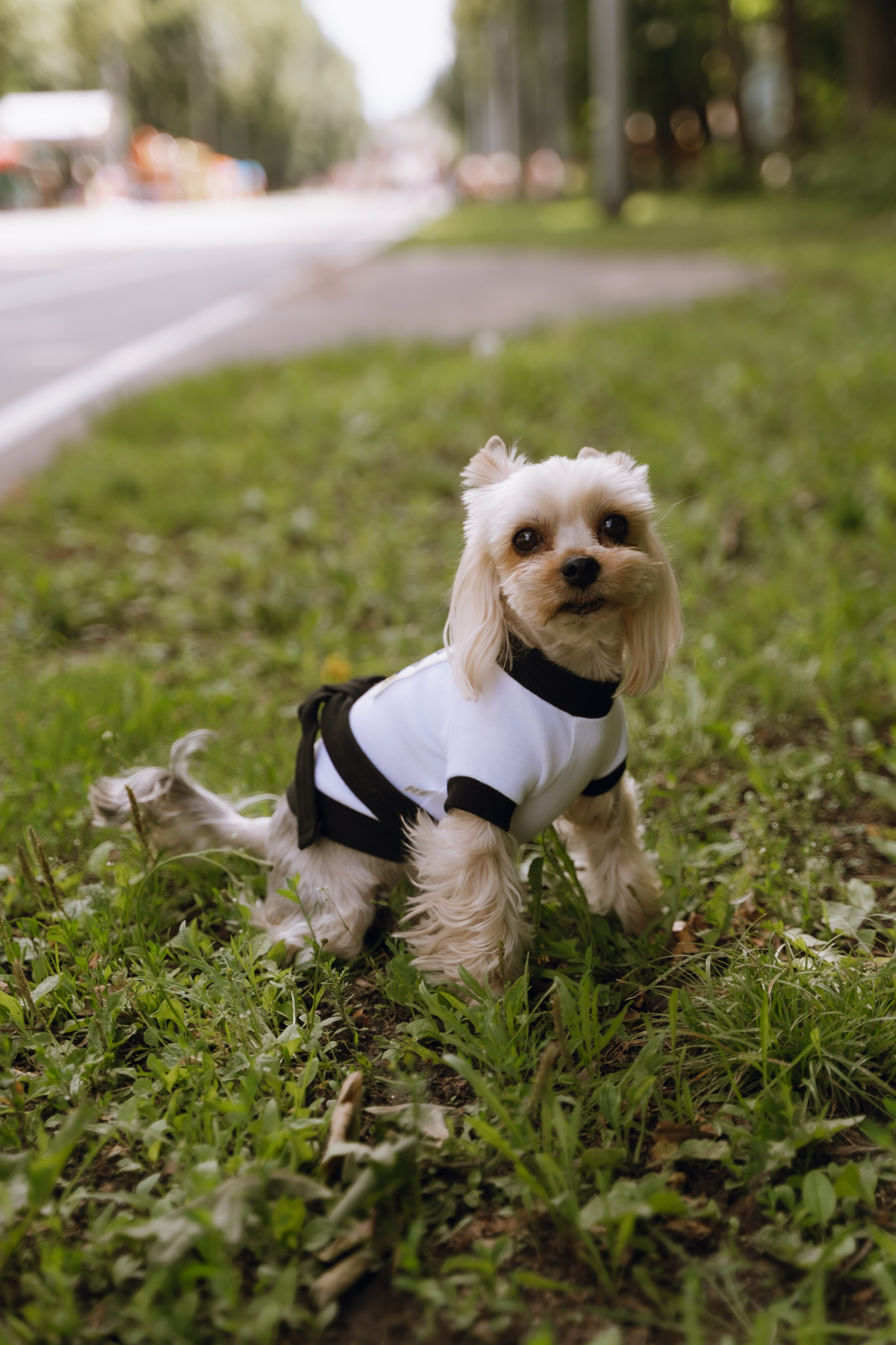 Площадка фестиваля «Мампус и его друзья» в Лесопарке 2025. Фотограф Надежда Погребняк | Рязань | Москва