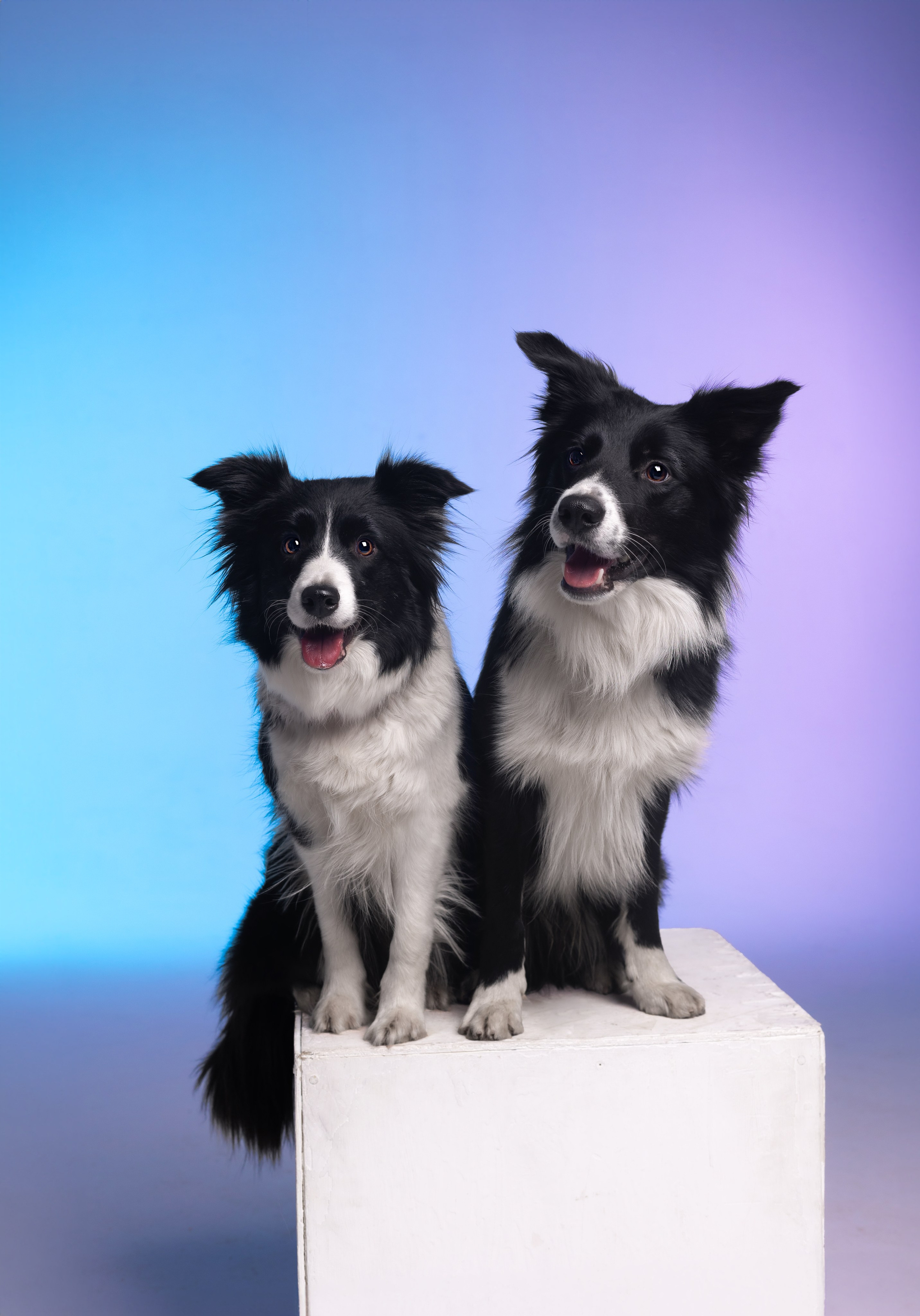 Неон. Фотограф анималист Кристина Карпова, Москва