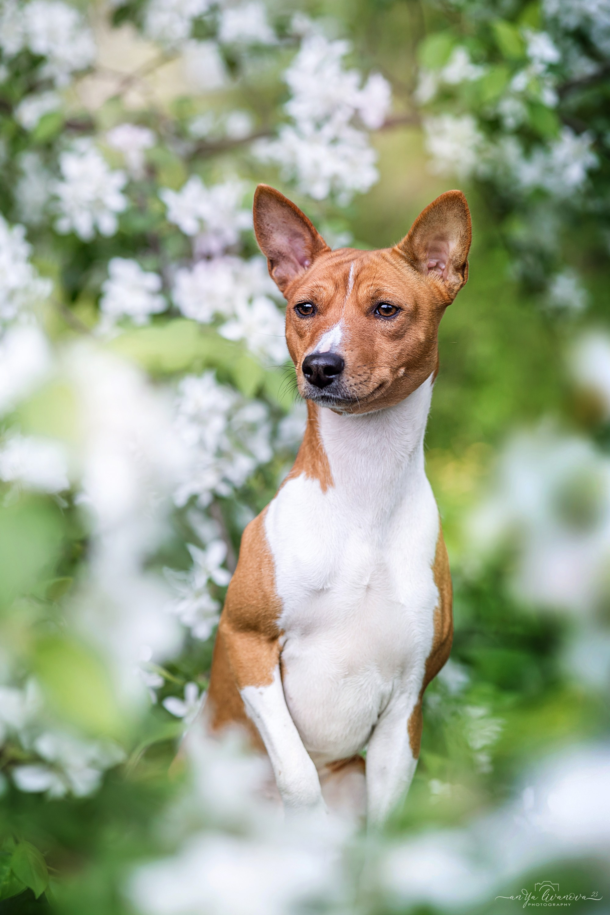 Яблони. Фотограф анималист Аня Ливанова | Рыбинск