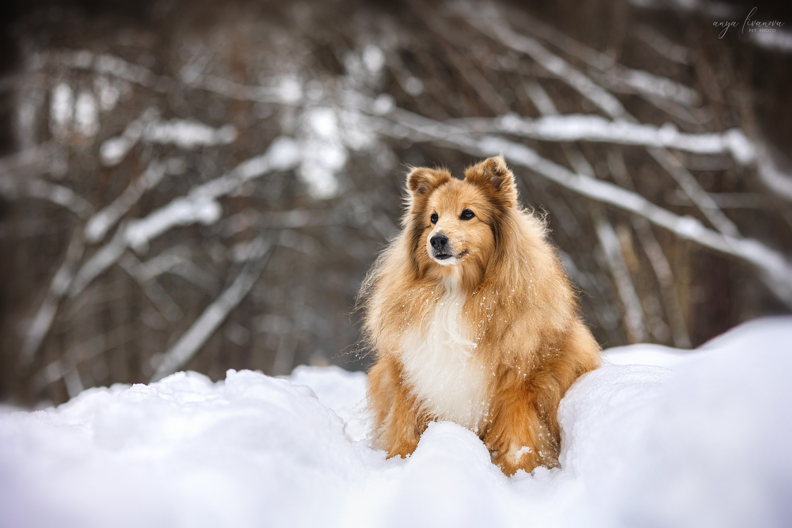 Скиф. Фотограф анималист Аня Ливанова | Рыбинск