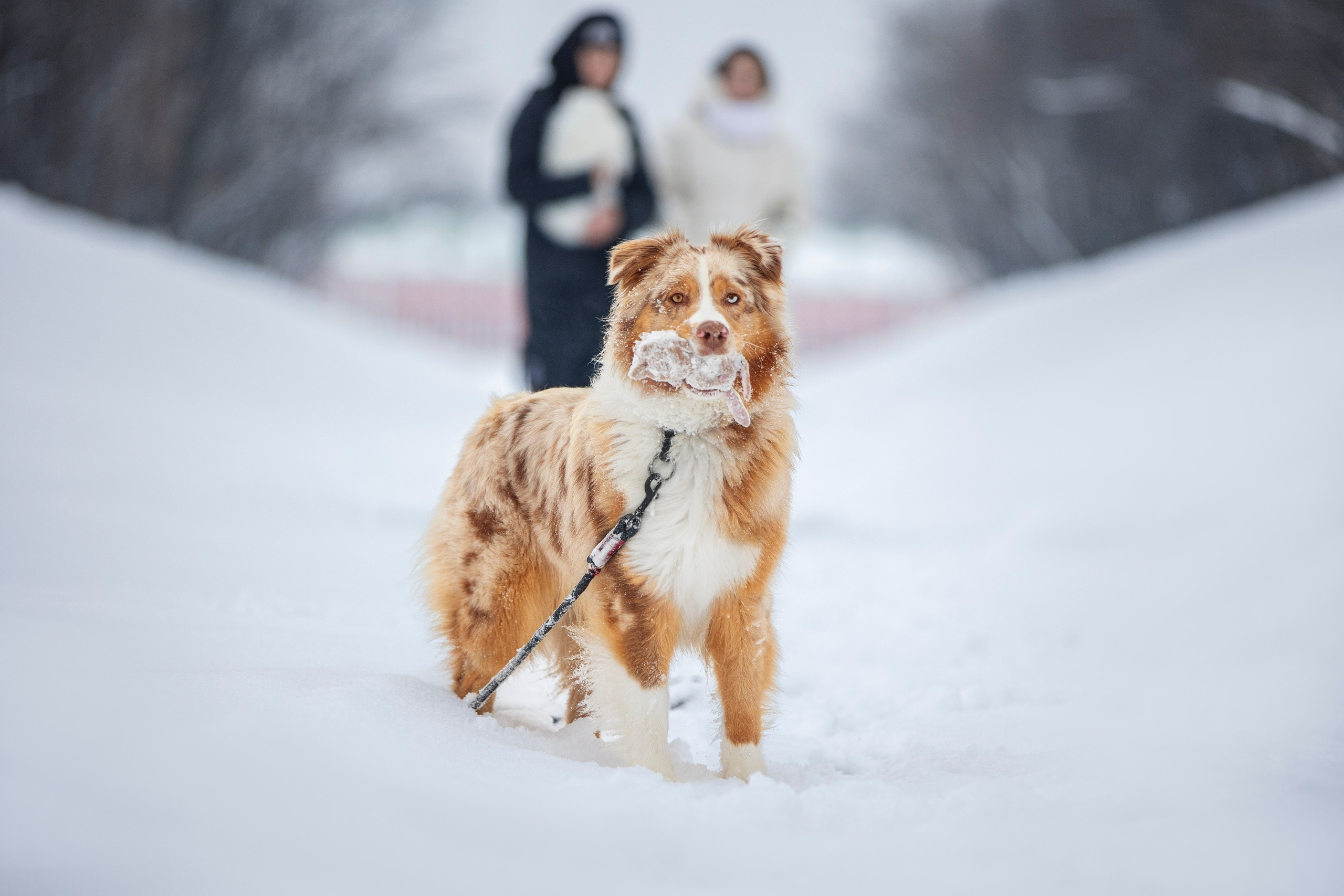 Настя, Игорь, Тесс и Марс. Фотограф анималист в Москве Майорова Евгения