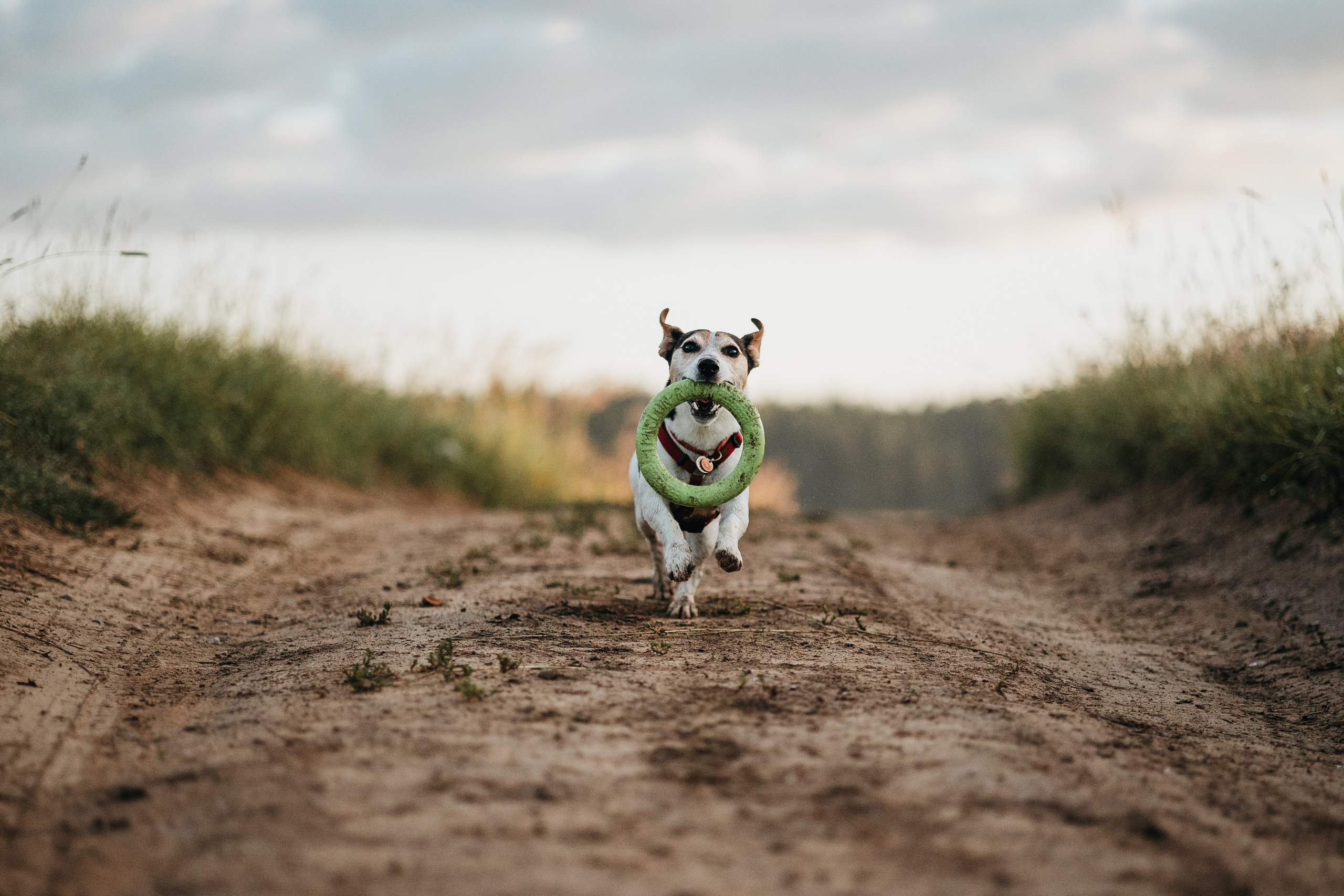 Маша и Персик. Фотограф — Анималист | Санкт-Петербург