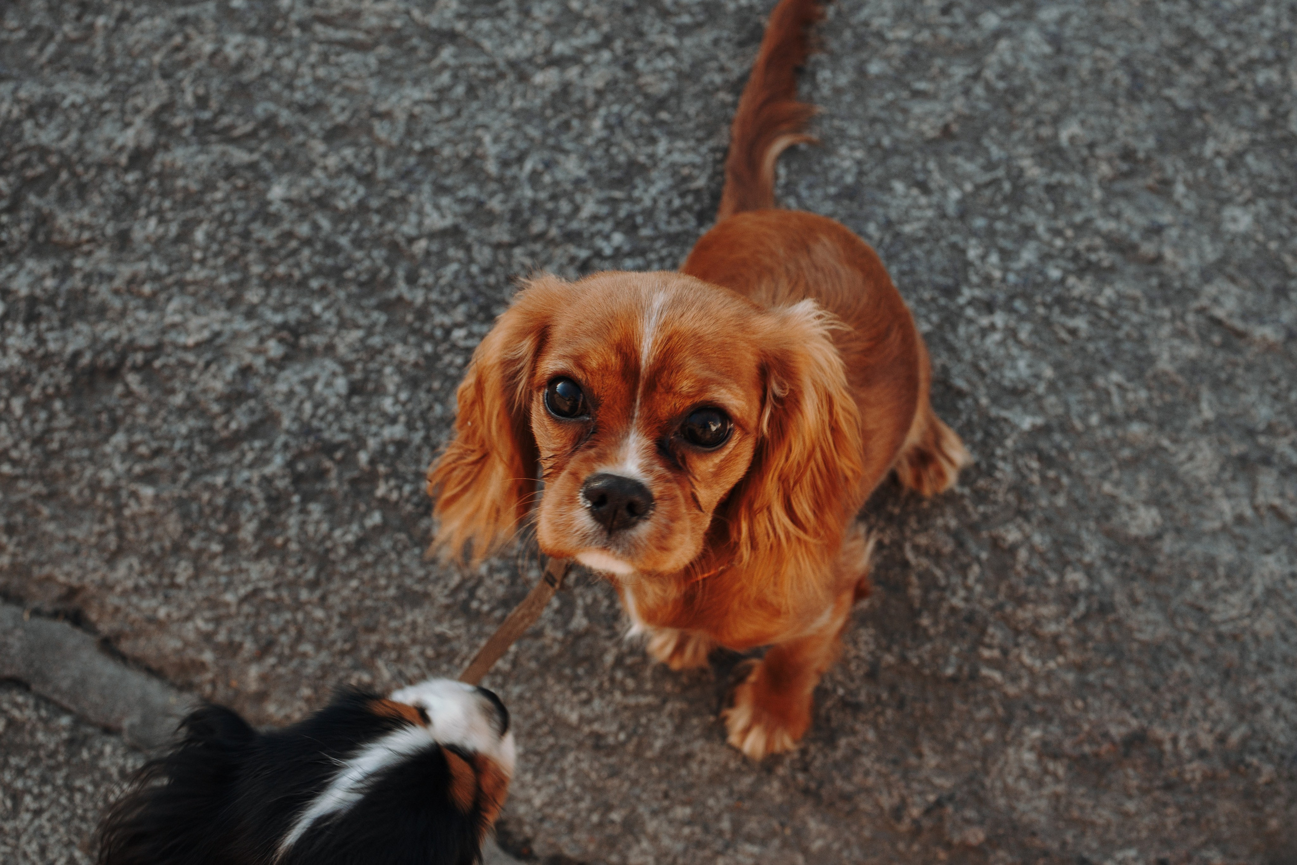 Аня, Стеша и Степан. Фотограф — Анималист | Санкт-Петербург