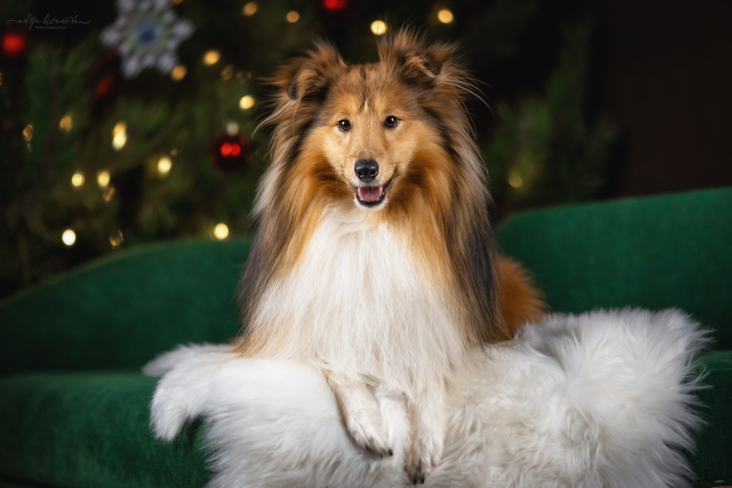 Новогодняя атмосфера в «Simply the Best». Фотограф анималист Аня Ливанова | Рыбинск