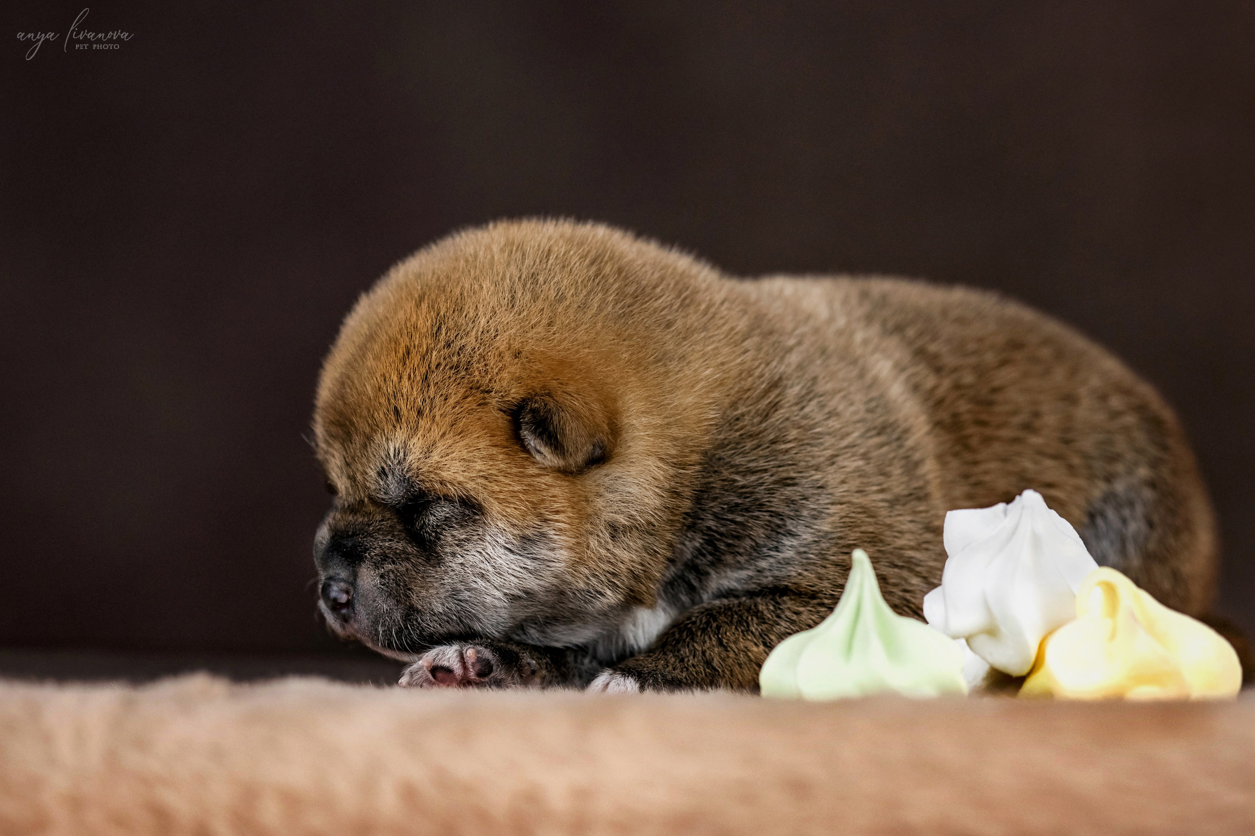 Сибы. Фотограф анималист Аня Ливанова | Рыбинск