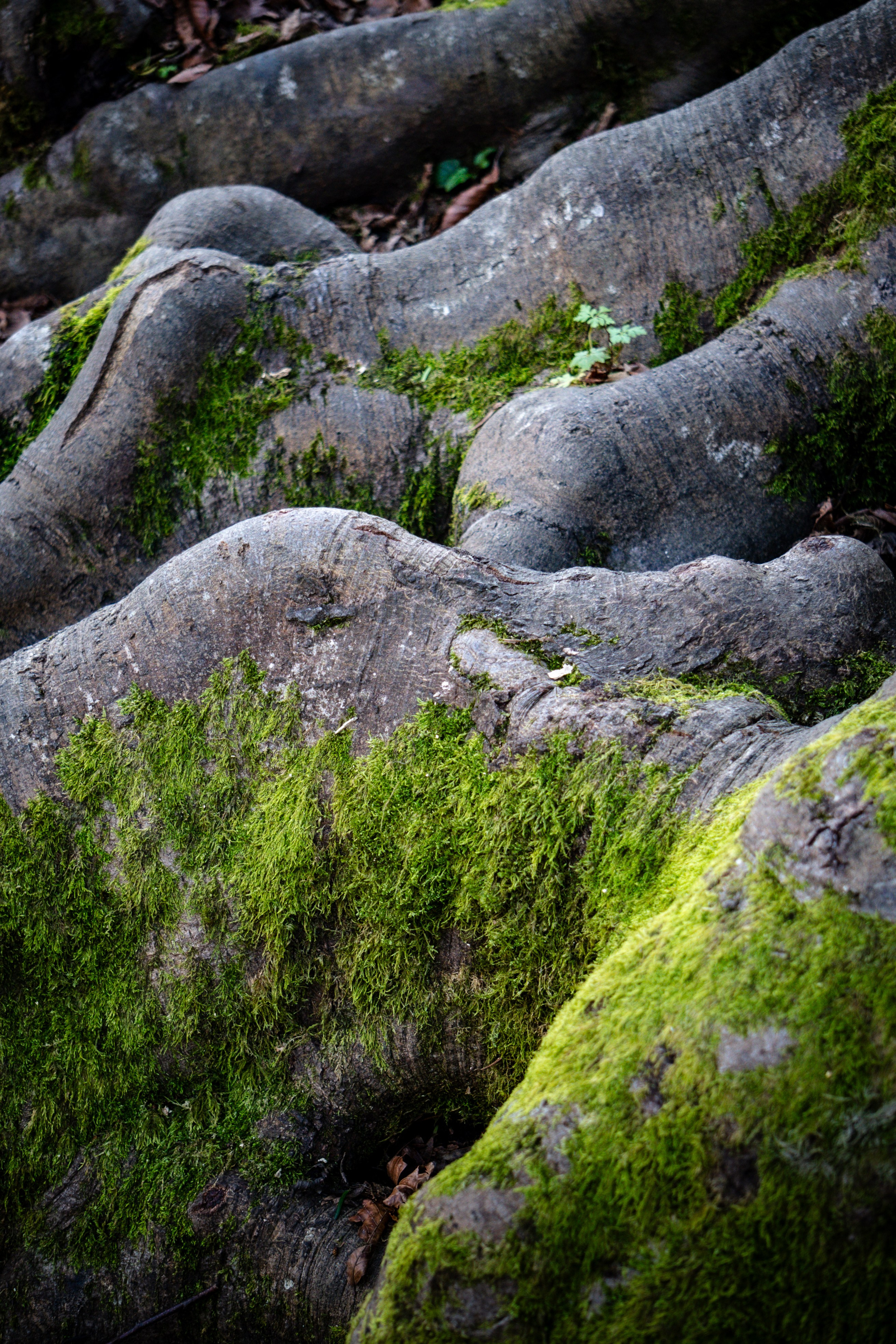 Тисо-самшитовая роща. Yaratezza production