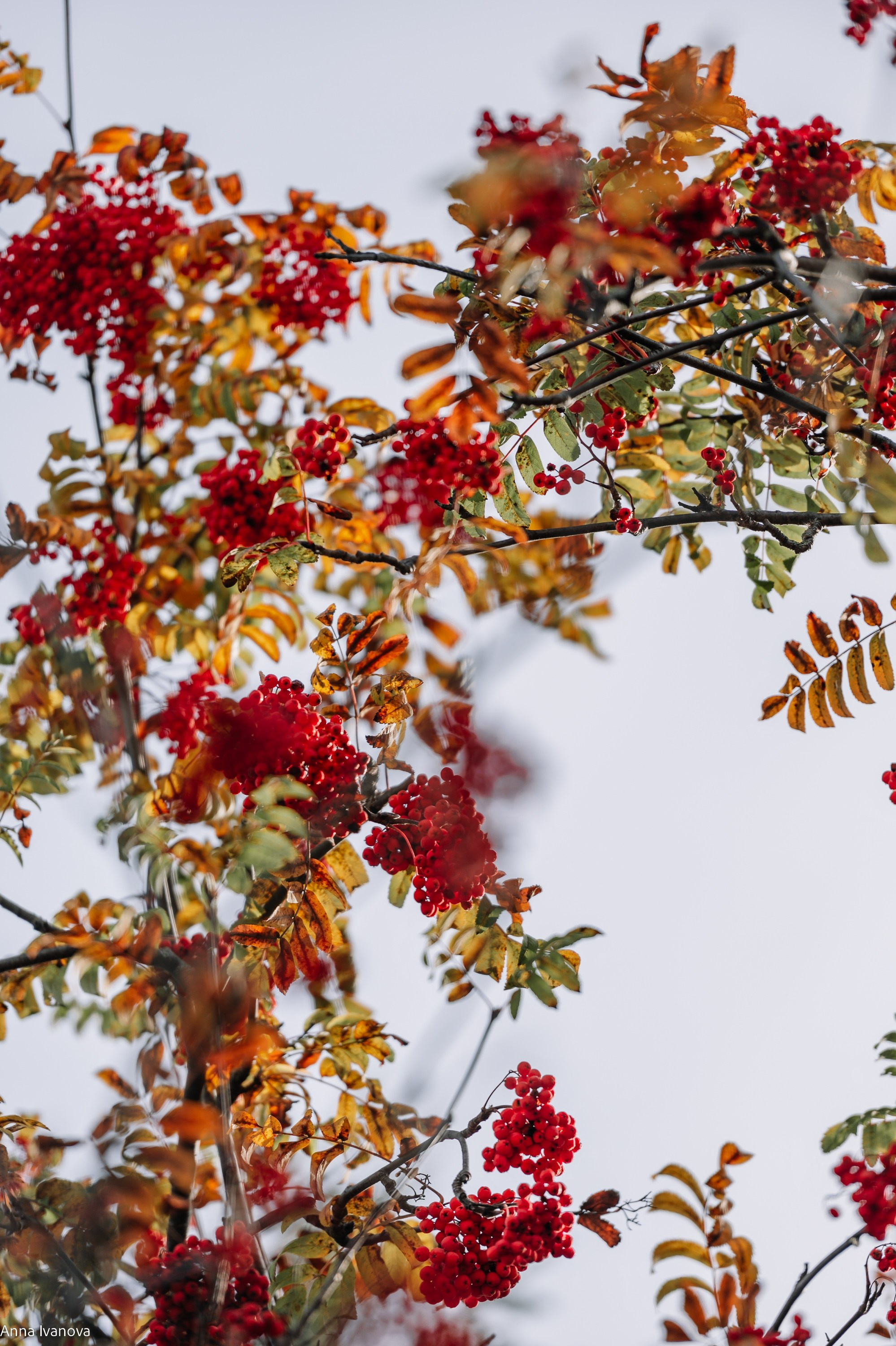 Свадебная фотосессия. Анна Иванова Свадебный Фотограф Чебоксары