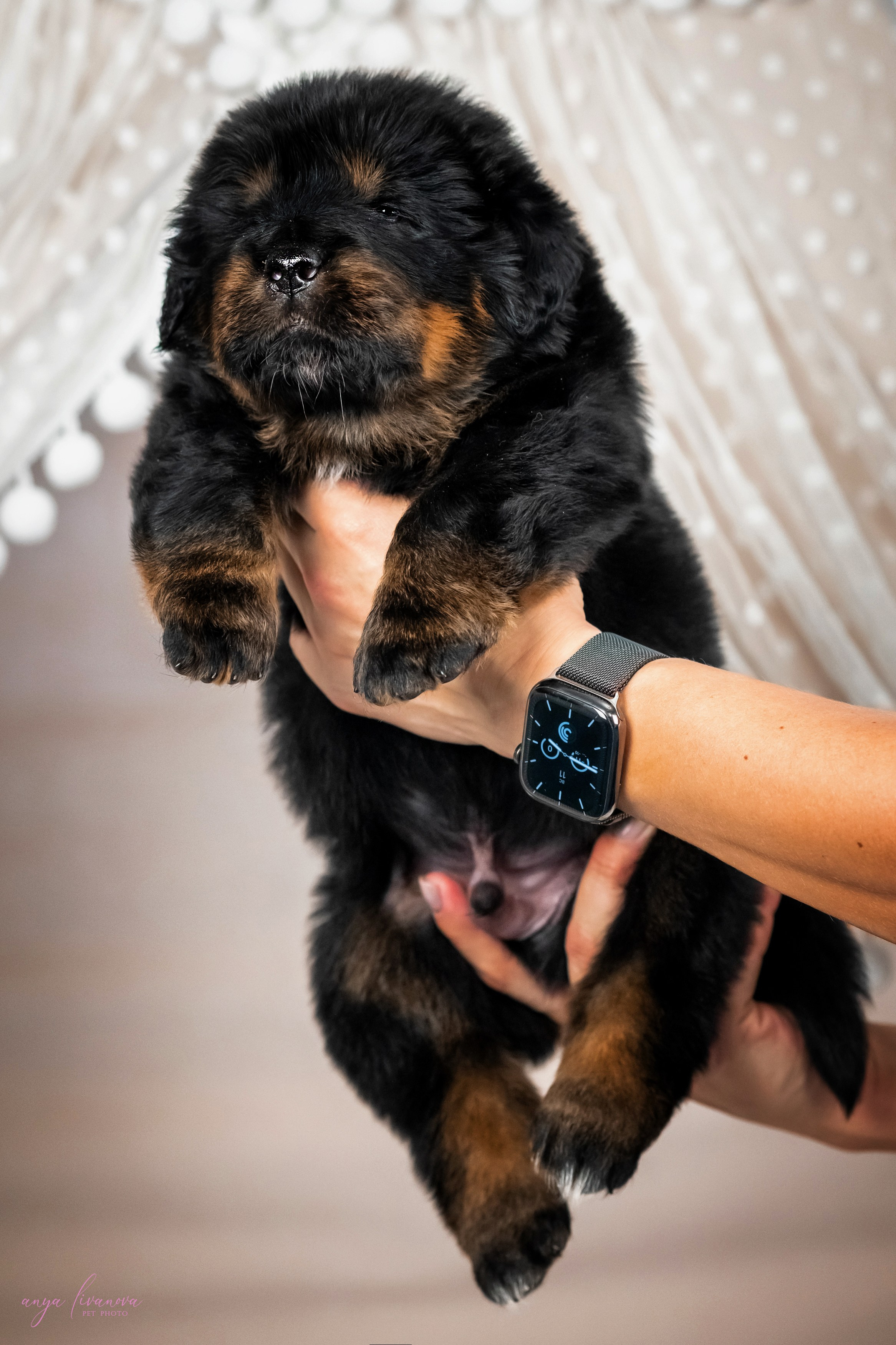 Тибеты. Фотограф анималист Аня Ливанова | Рыбинск