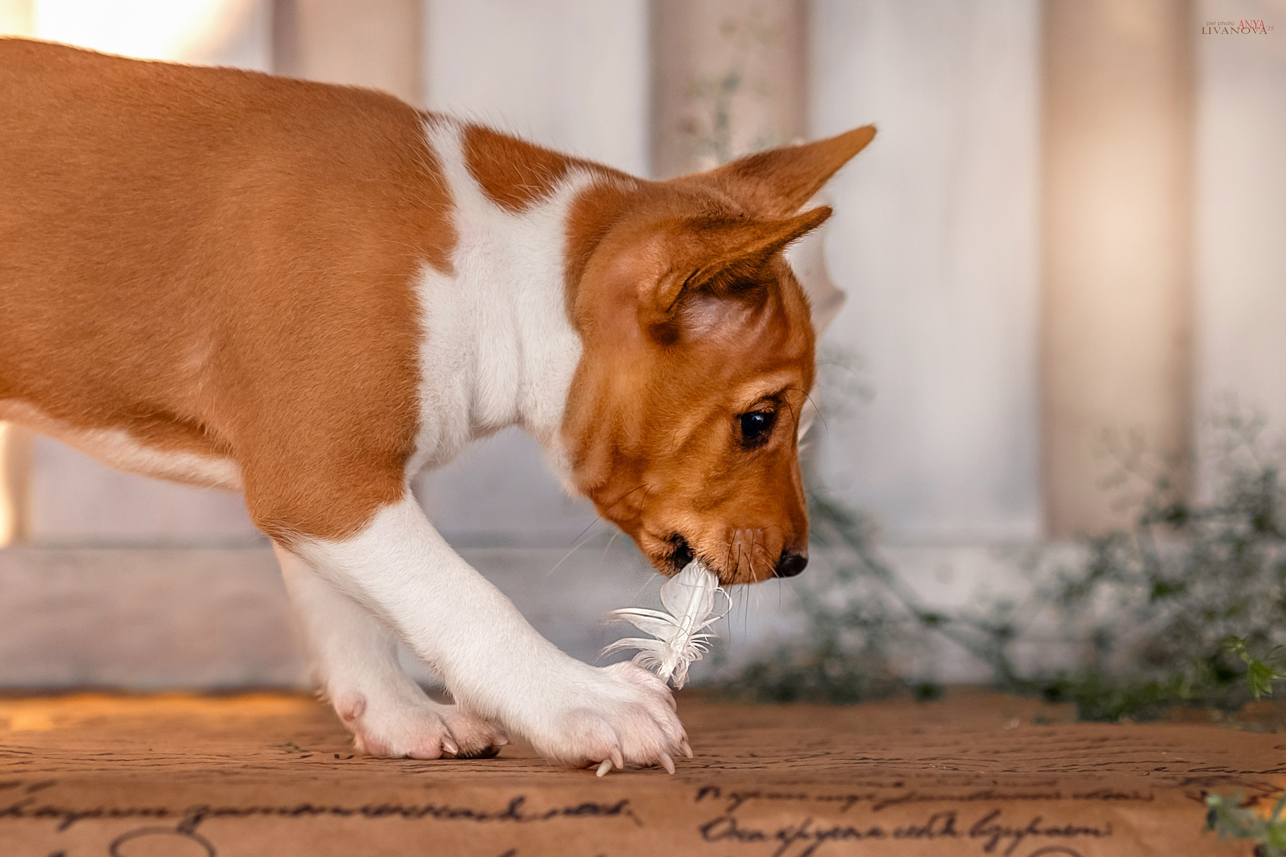 Басенджи. Фотограф анималист Аня Ливанова | Рыбинск