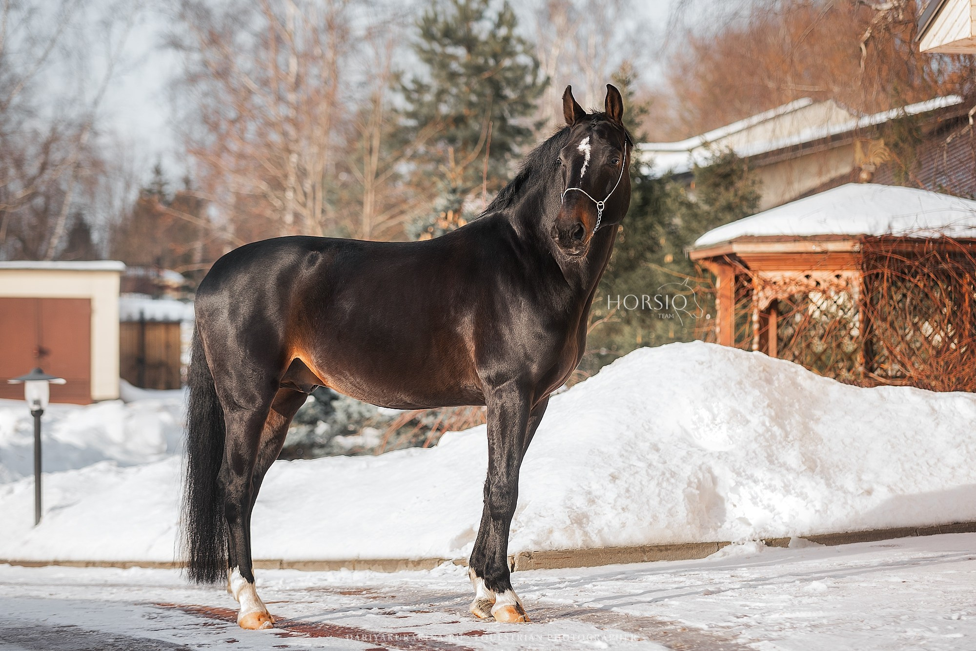 Кливленд, HORSIO. Конный фотограф Куракина Дарья • Фотосессии с лошадьми