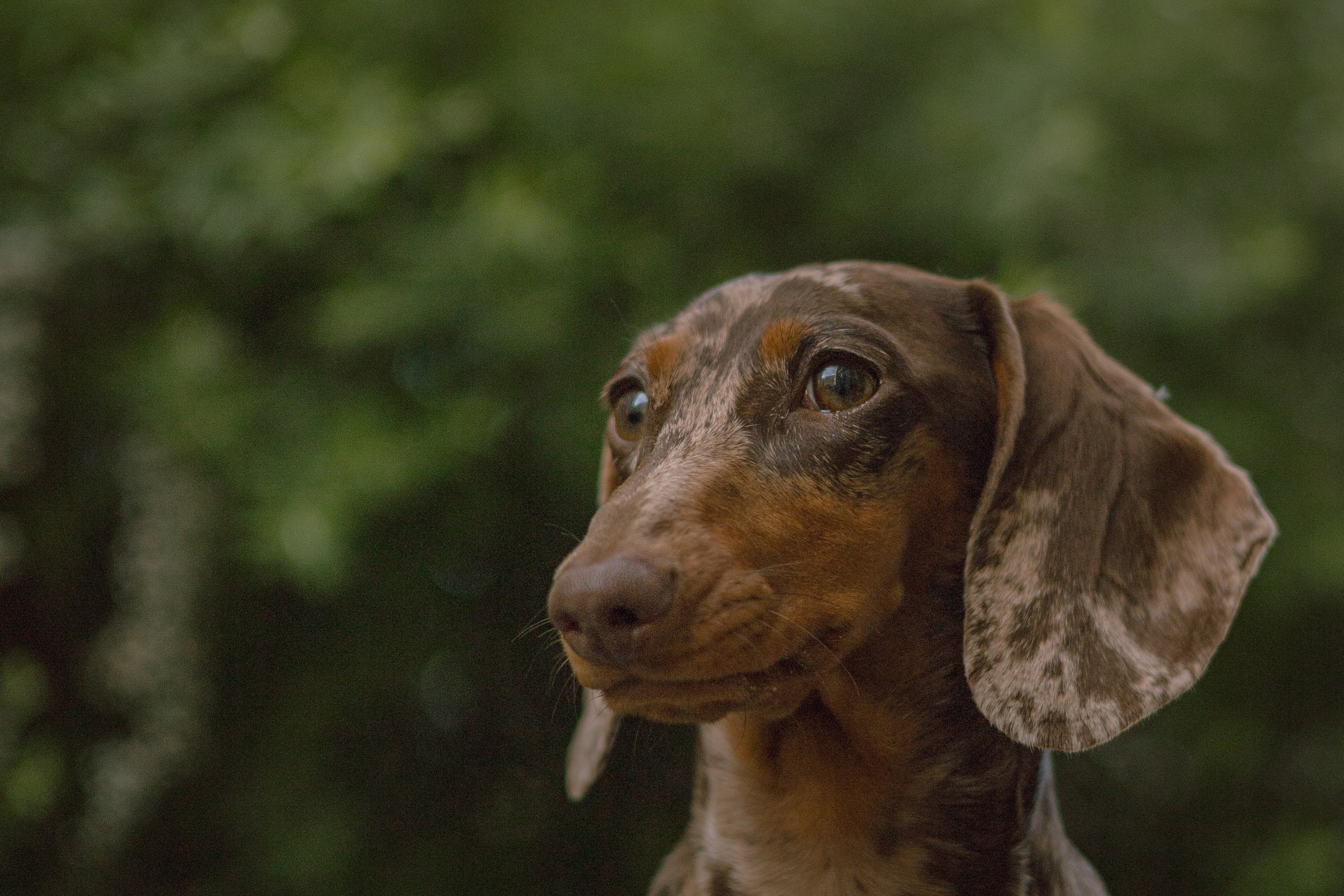 Каринэ и Келли. Фотограф — анималист •love-story•|Санкт-Петербург