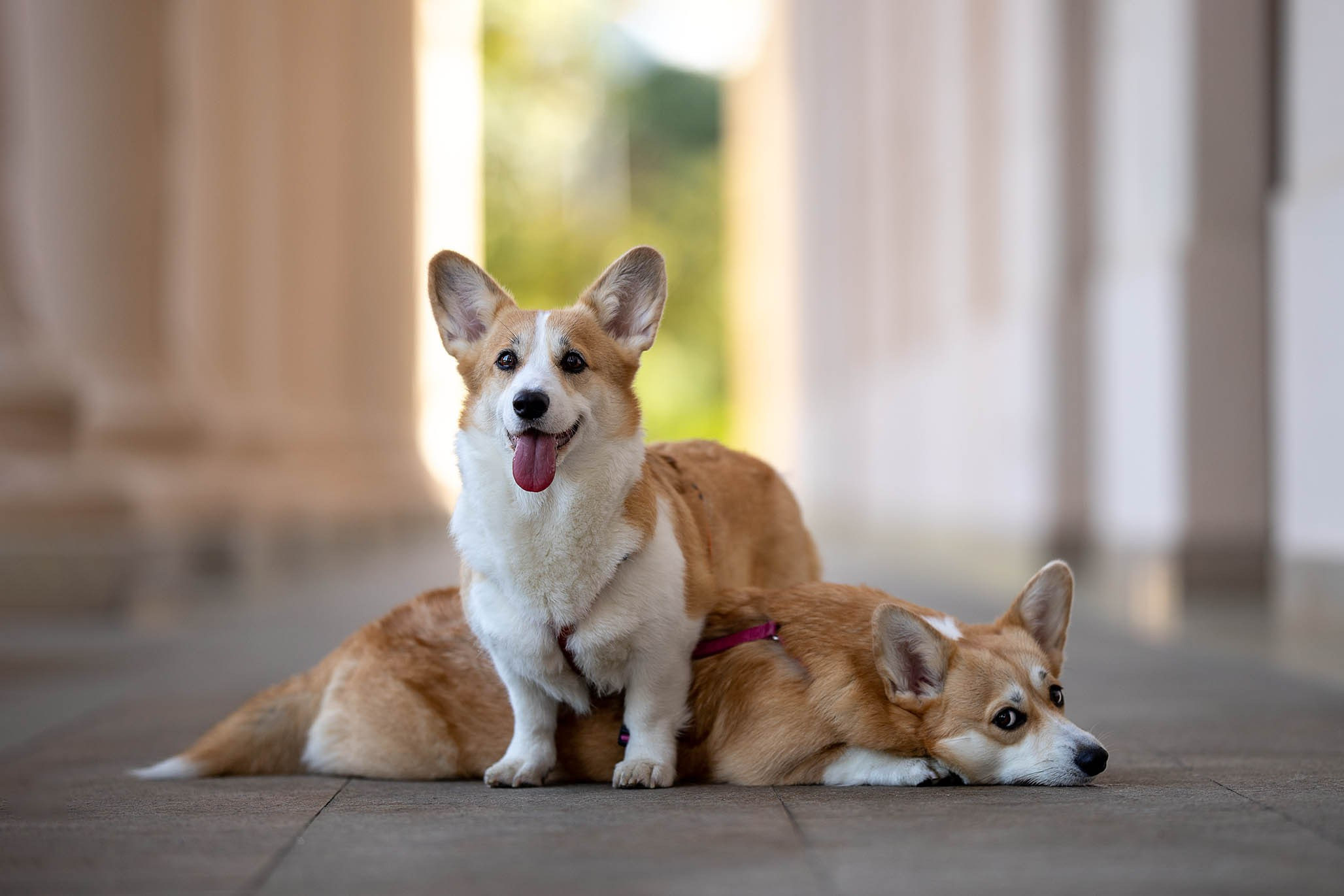 Лиса и Деви, корги. Ирина Голомб|Фотограф-анималист в  Сочи и Калининграде