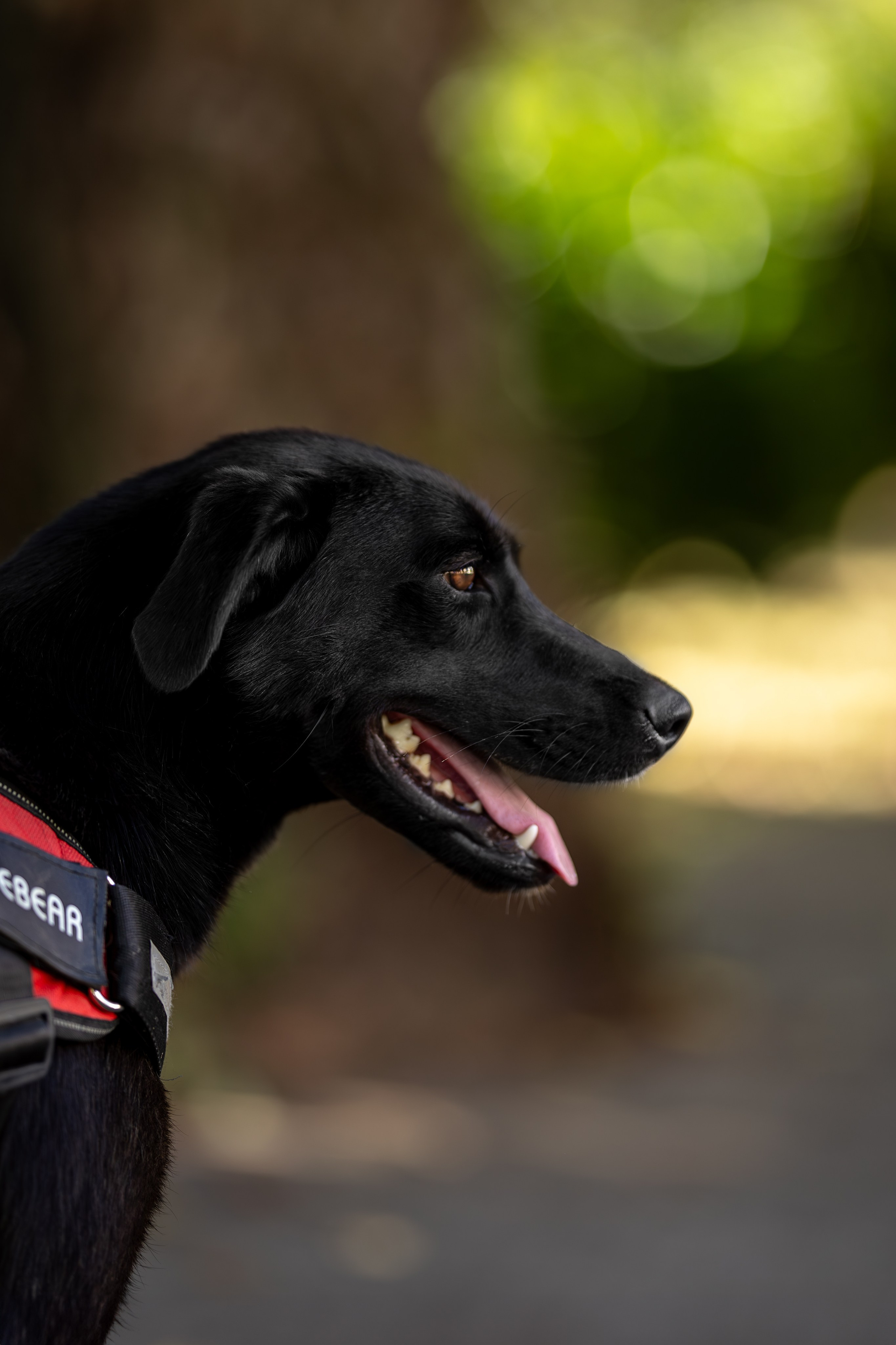 Кураторские питомцы Сириус. Ирина Голомб|Фотограф-анималист в  Сочи и Калининграде