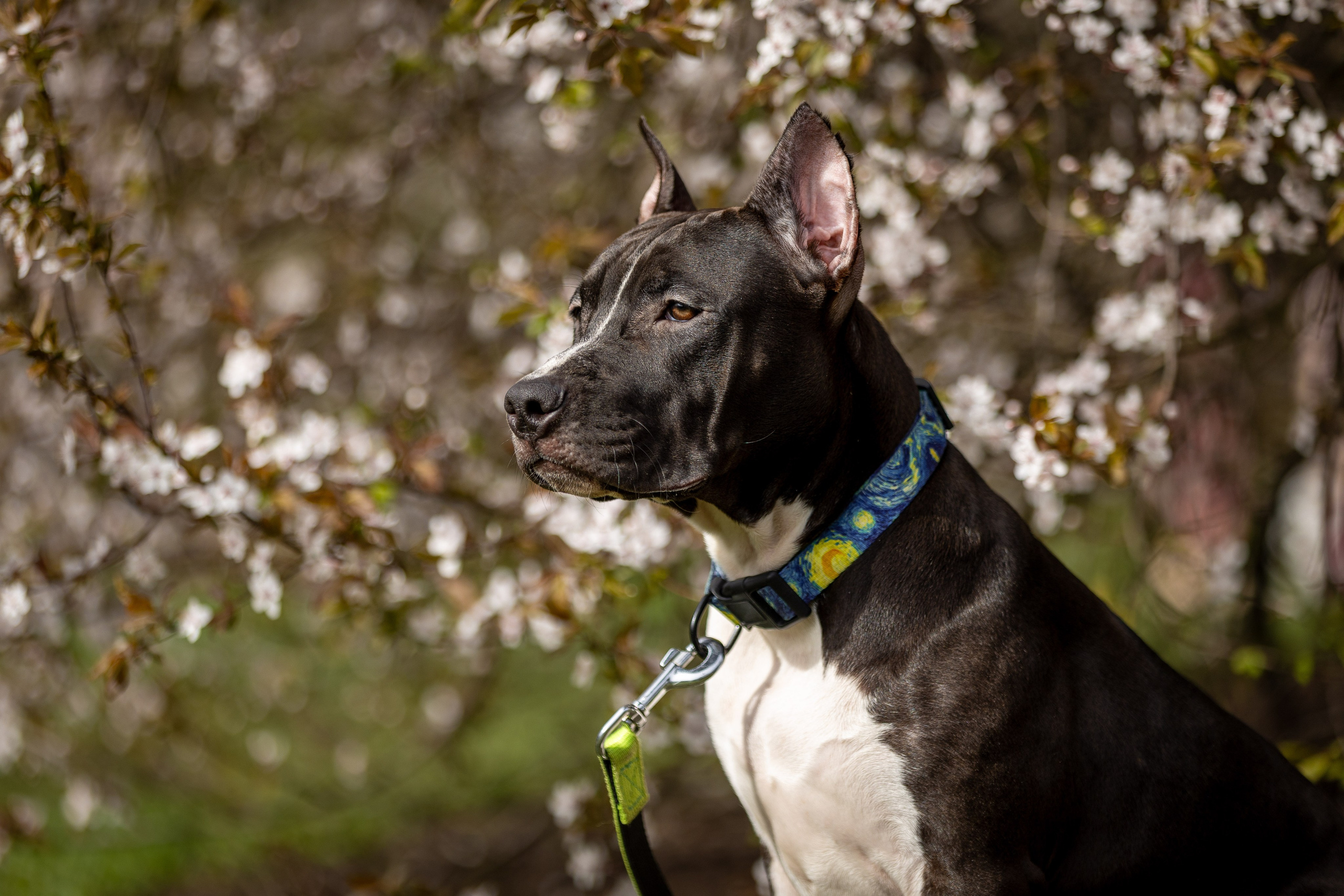 Афина и Мора, Стаффорды. Ирина Голомб|Фотограф-анималист в  Сочи и Калининграде