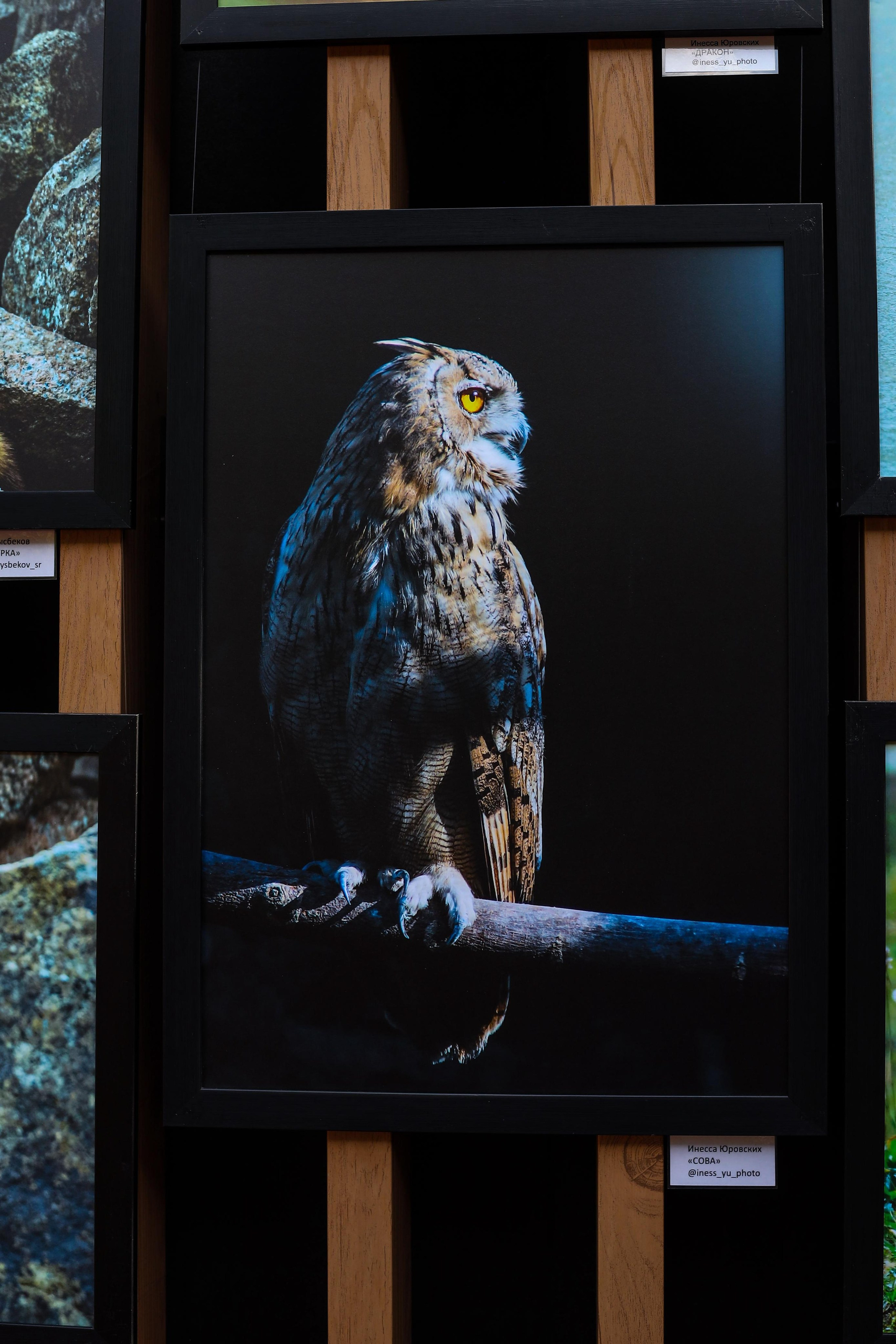 Выставки. Семейный и детский фотограф в Алматы Юровских Инесса