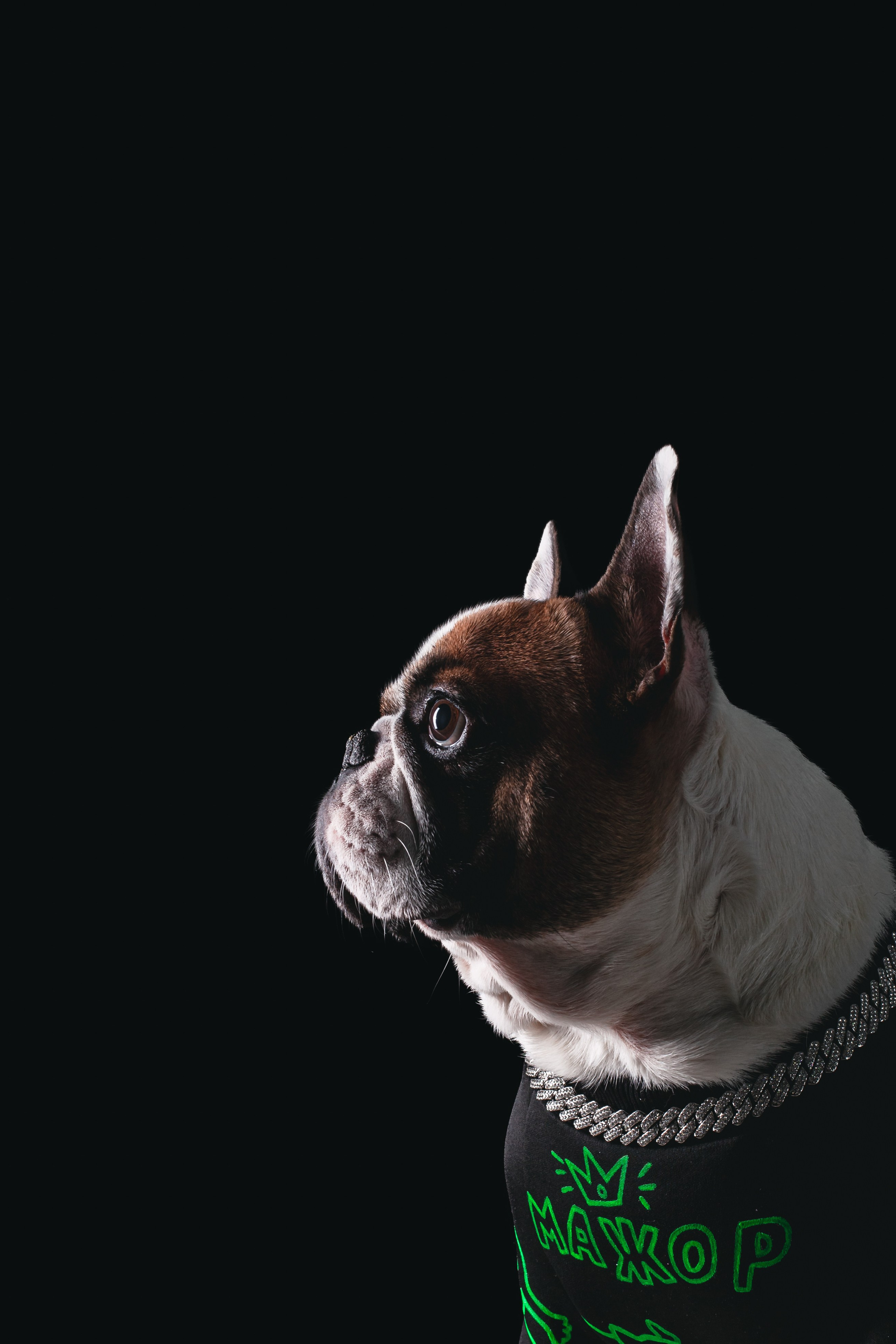 Студийная фотосессия с цветным светом. Фотограф-анималист Татьяна Степанова