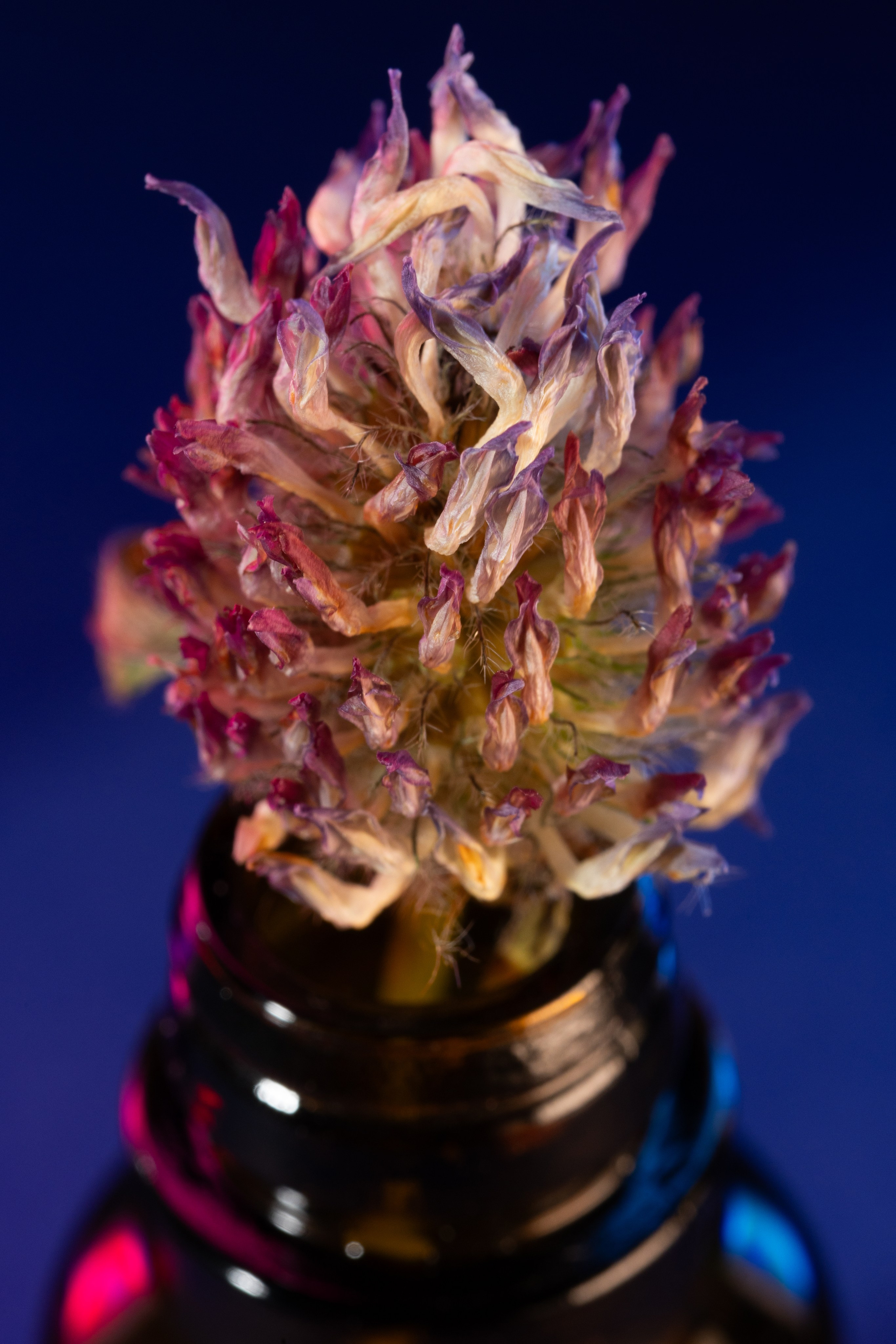 Макро. Фотограф Виктор Степанов