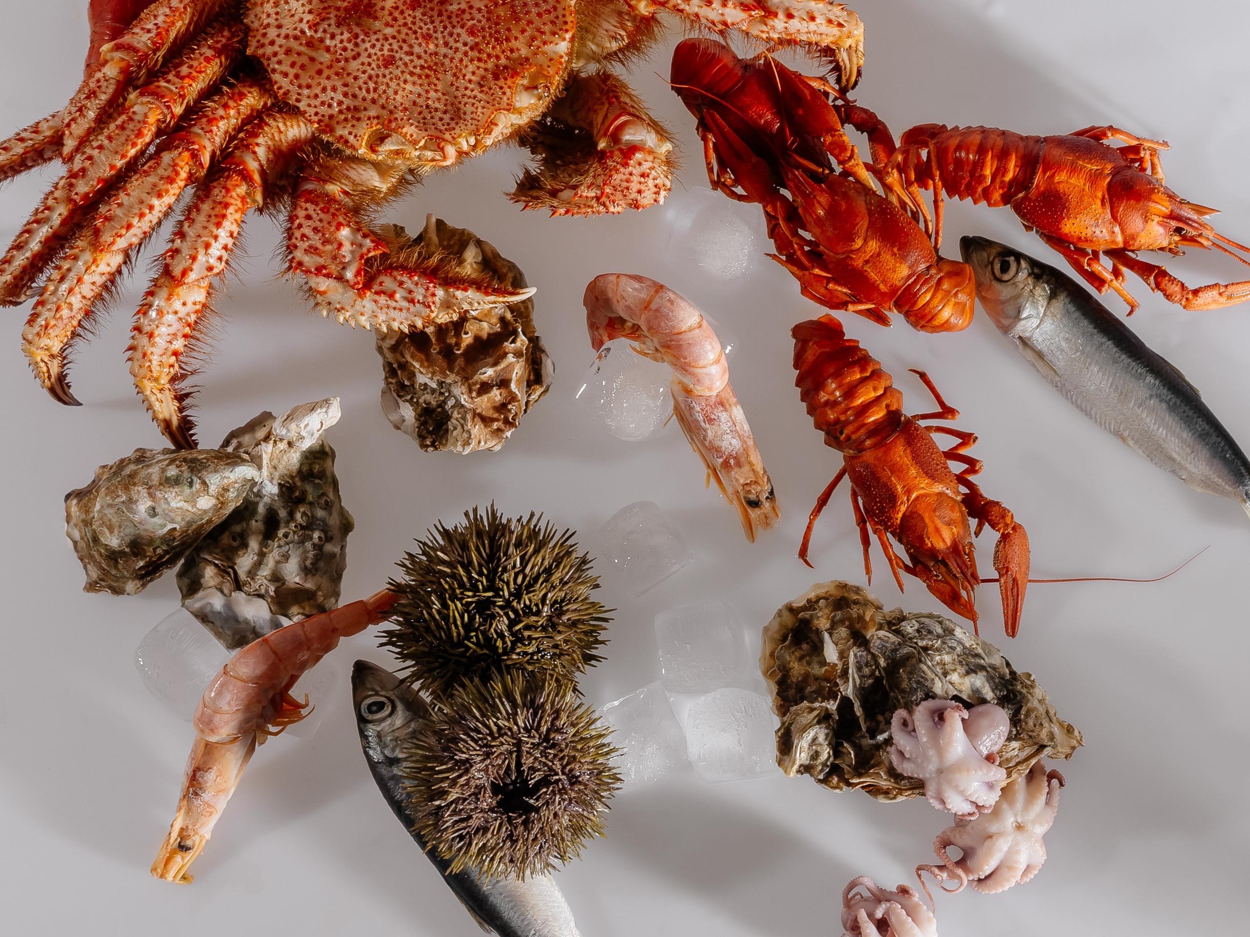 Splash.sea. Профессиональный фотограф Инесса Новикова в Москве