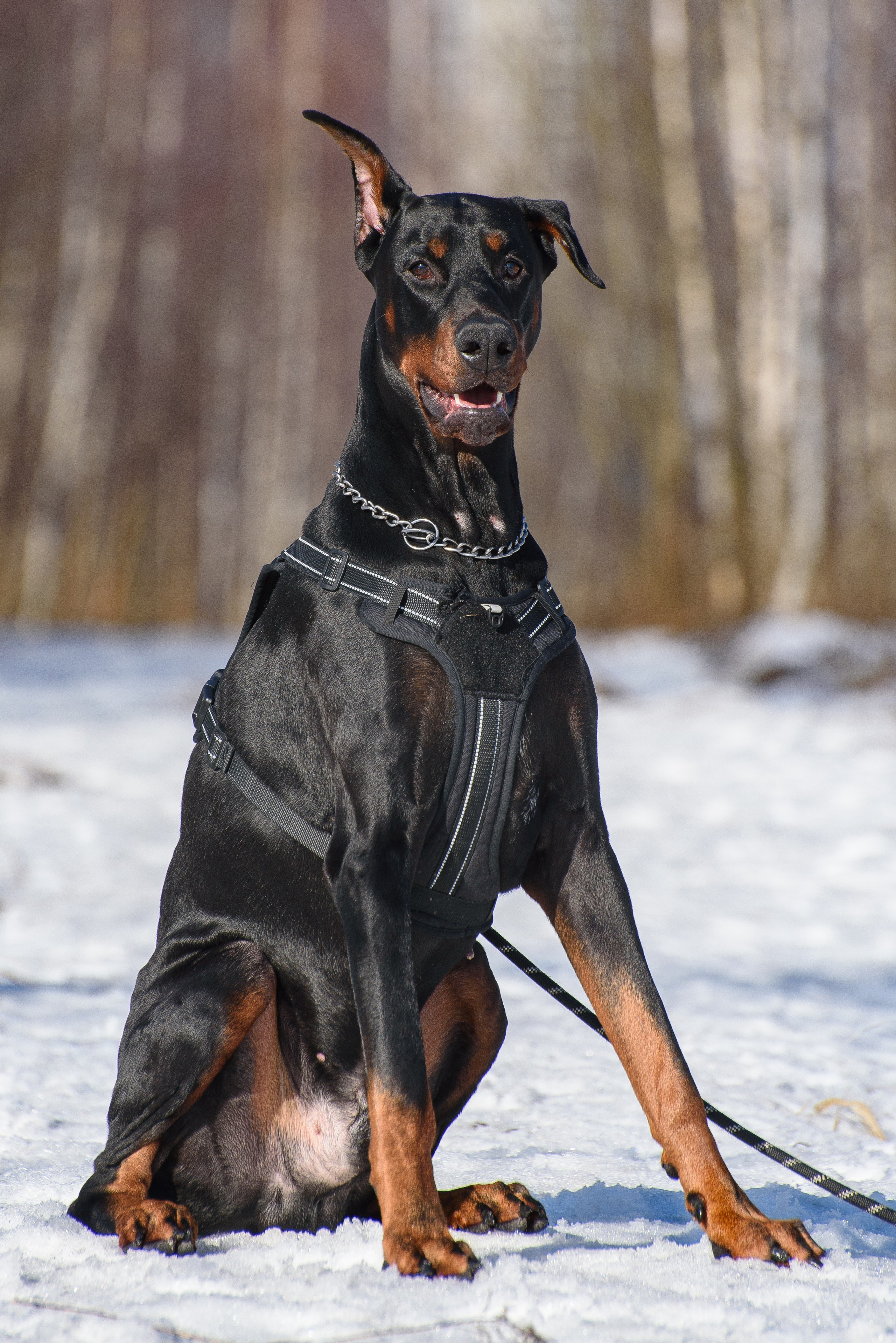 Фотосессию с любимым доберманом. Фотограф Макс Огурцов в Нижнем Новгороде