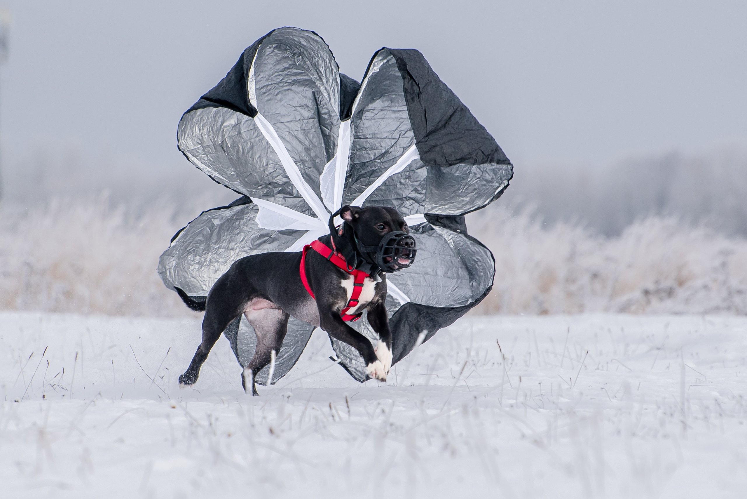 Бега за механической приманкой (Курсинг). Фотограф Макс Огурцов в Нижнем Новгороде