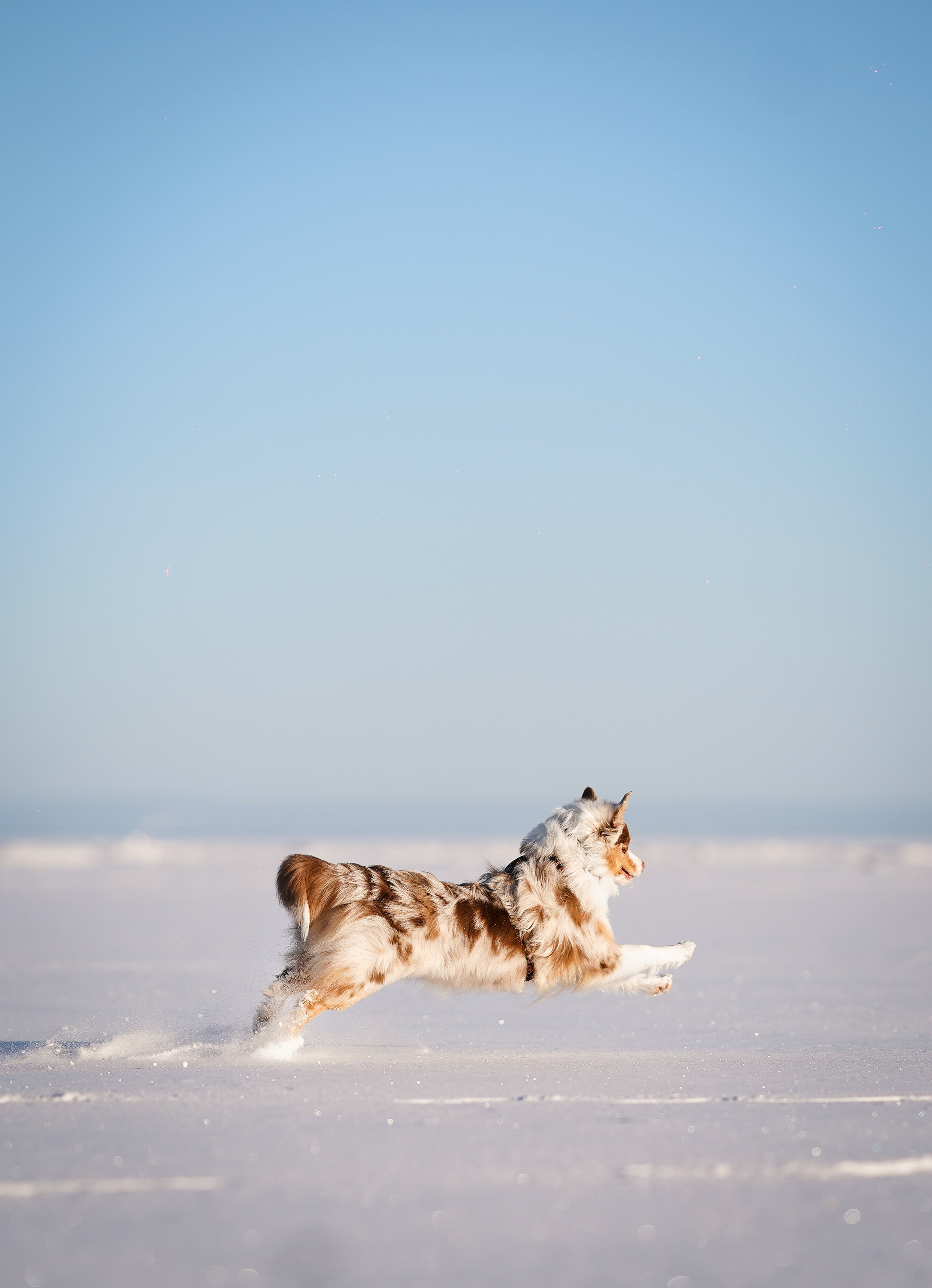 Панда март. Фотограф-анималист в Санкт-Петербурге Яна Мартынова