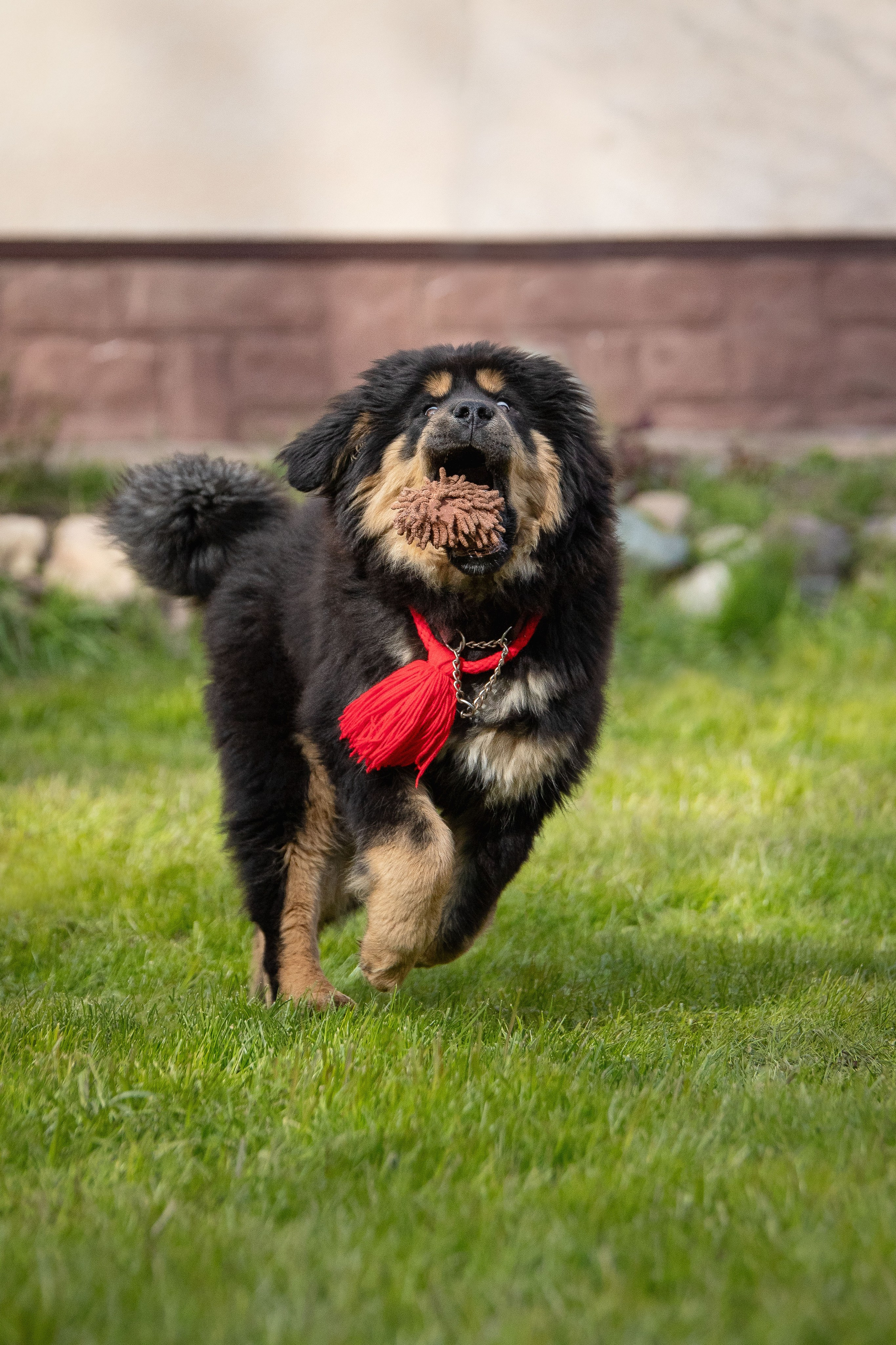 Тибетский мастиф. Юлия Микульская. Рыбинск