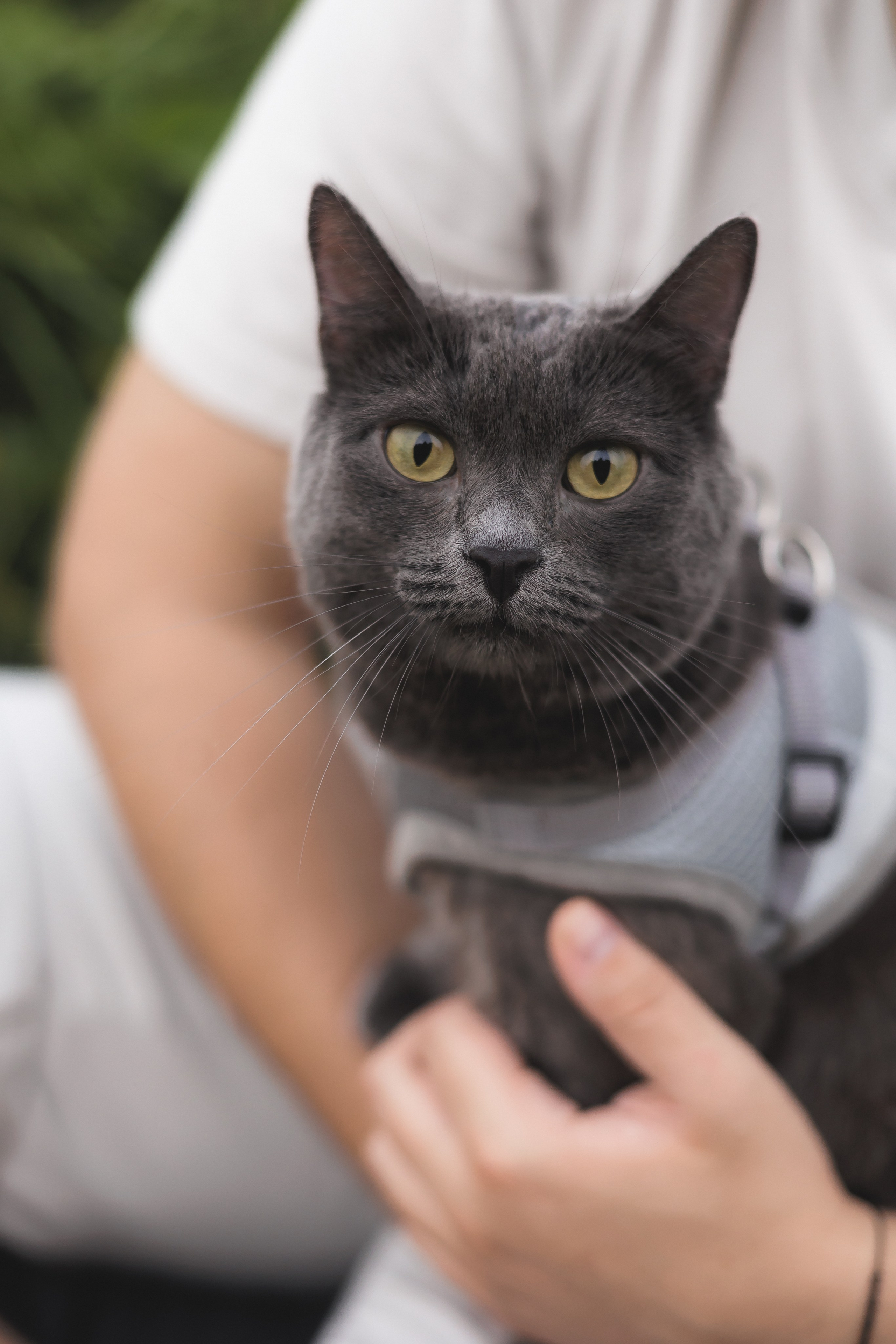 Очень кошачья Лавстори. Фотограф в Волгограде — Александра Искандерова