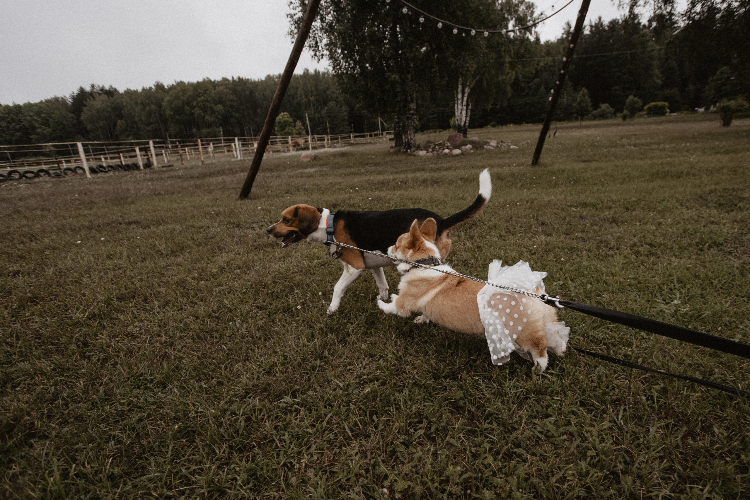 Свадбеная фотосъемка. Фотограф Муратова Алена