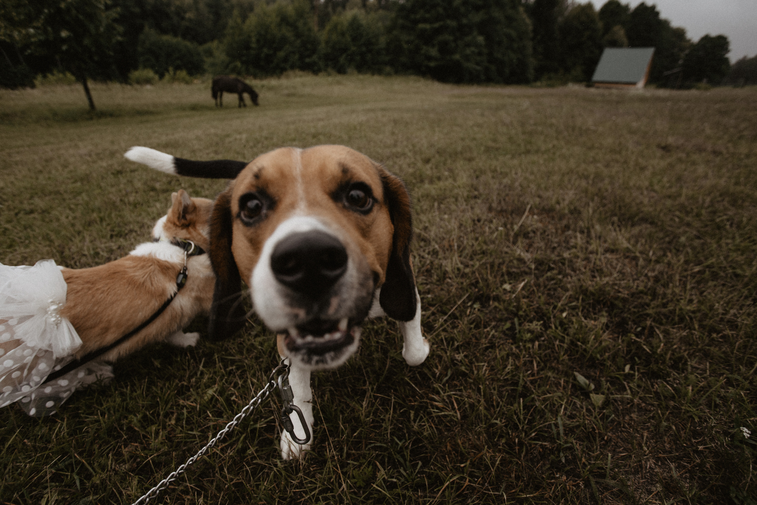 Свадбеная фотосъемка. Фотограф Муратова Алена