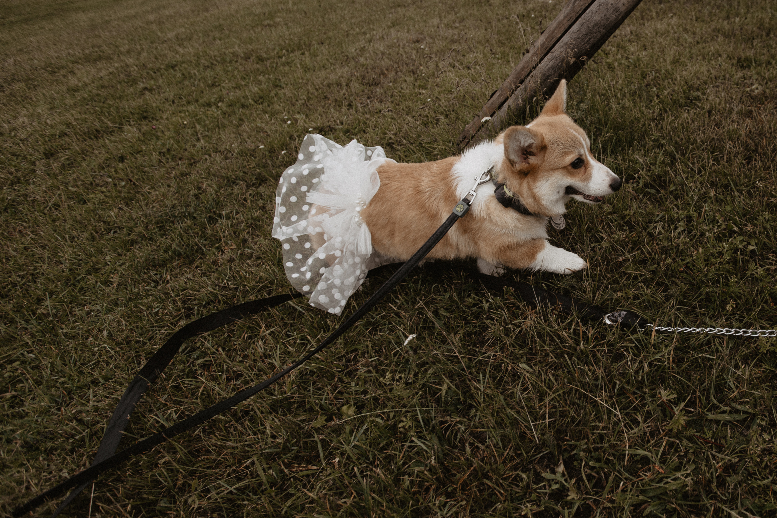 Свадбеная фотосъемка. Фотограф Муратова Алена