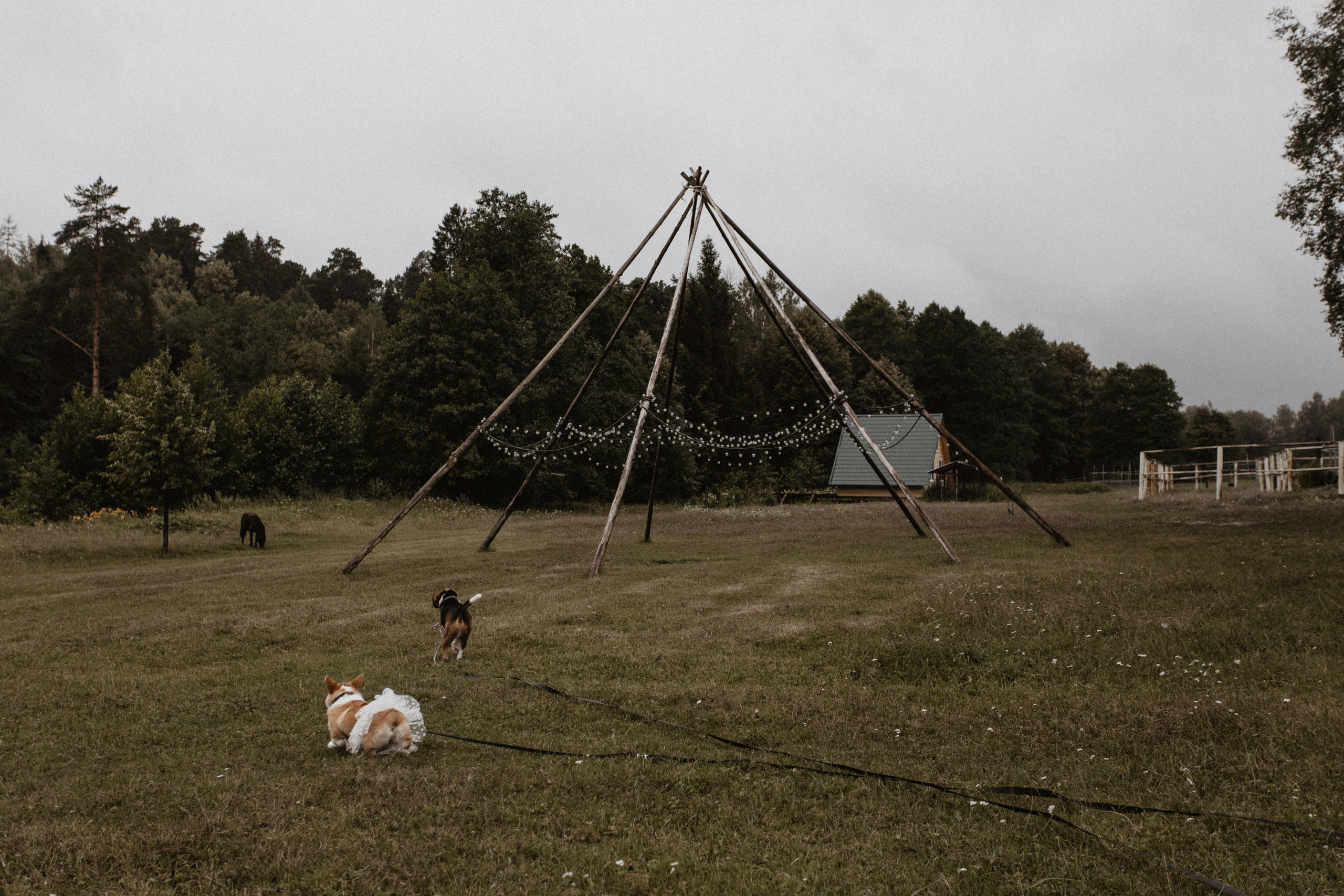 Свадбеная фотосъемка. Фотограф Муратова Алена