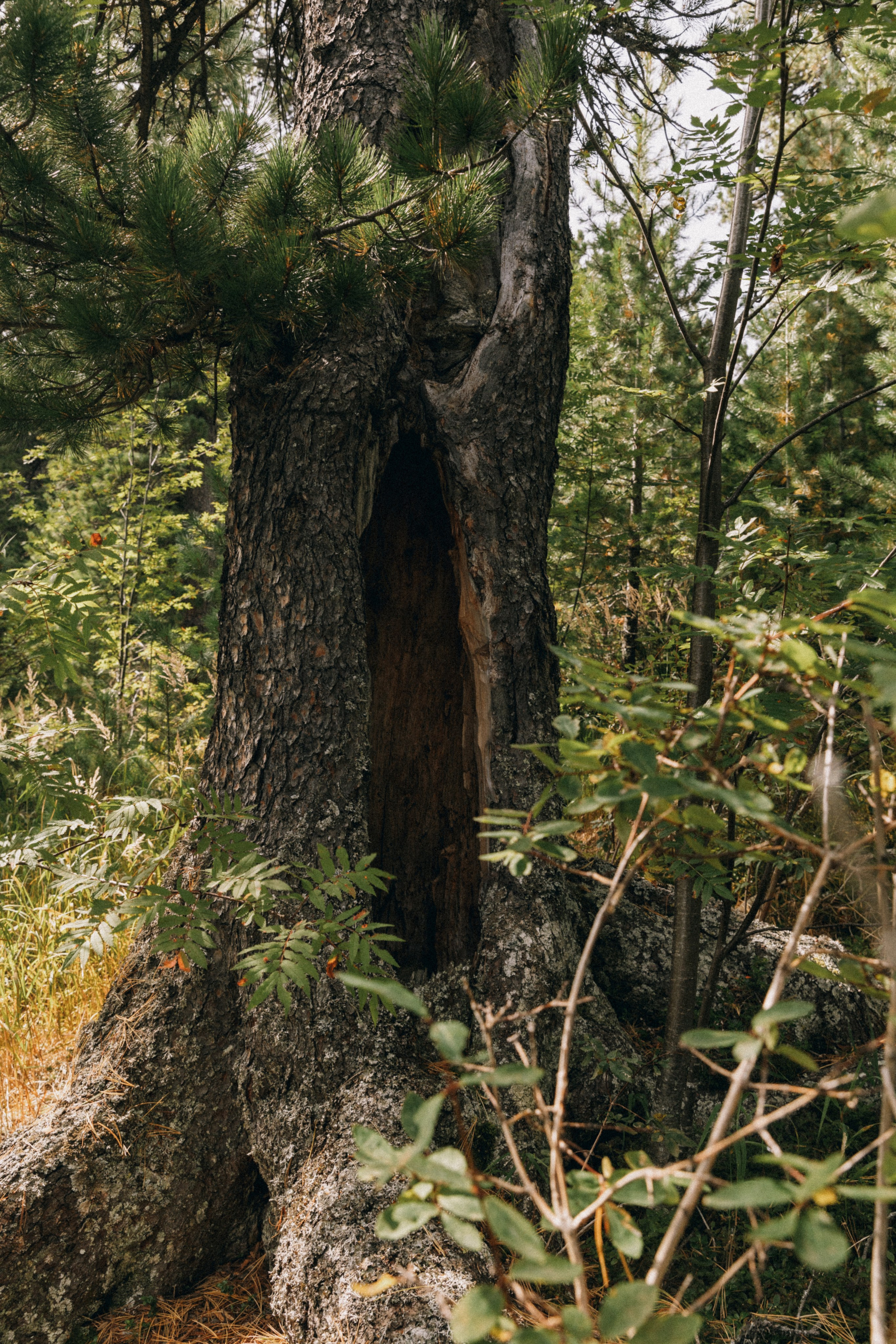 Алтай, природа и эстетика. Александр Чернин. Семейный и событийный фотограф