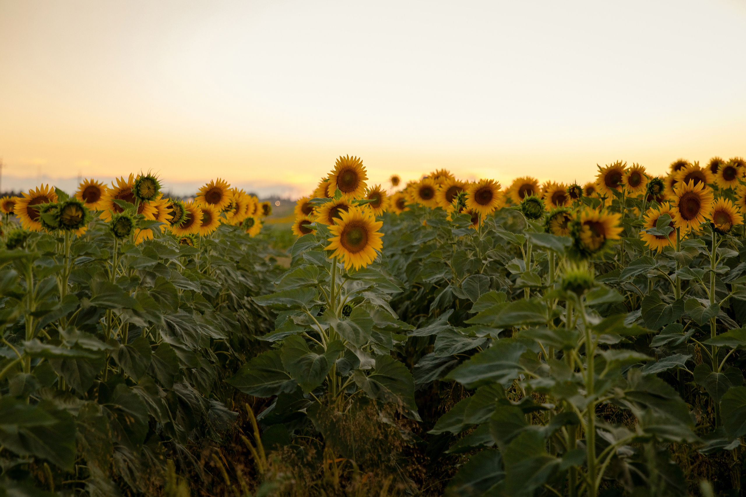 Солнечное настроение. Фотограф в Самаре Мальтеева Эльвира
